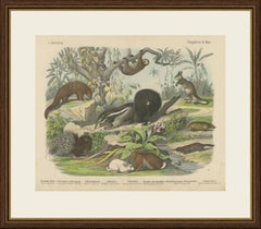 Antique Platypus, Anteater and Sloth Print with Pangolin, Kolb, circa 1890