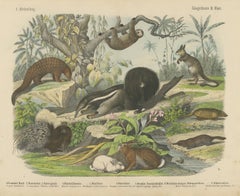 Antique Platypus, Anteater and Sloth Print with Pangolin, Kolb, circa 1890