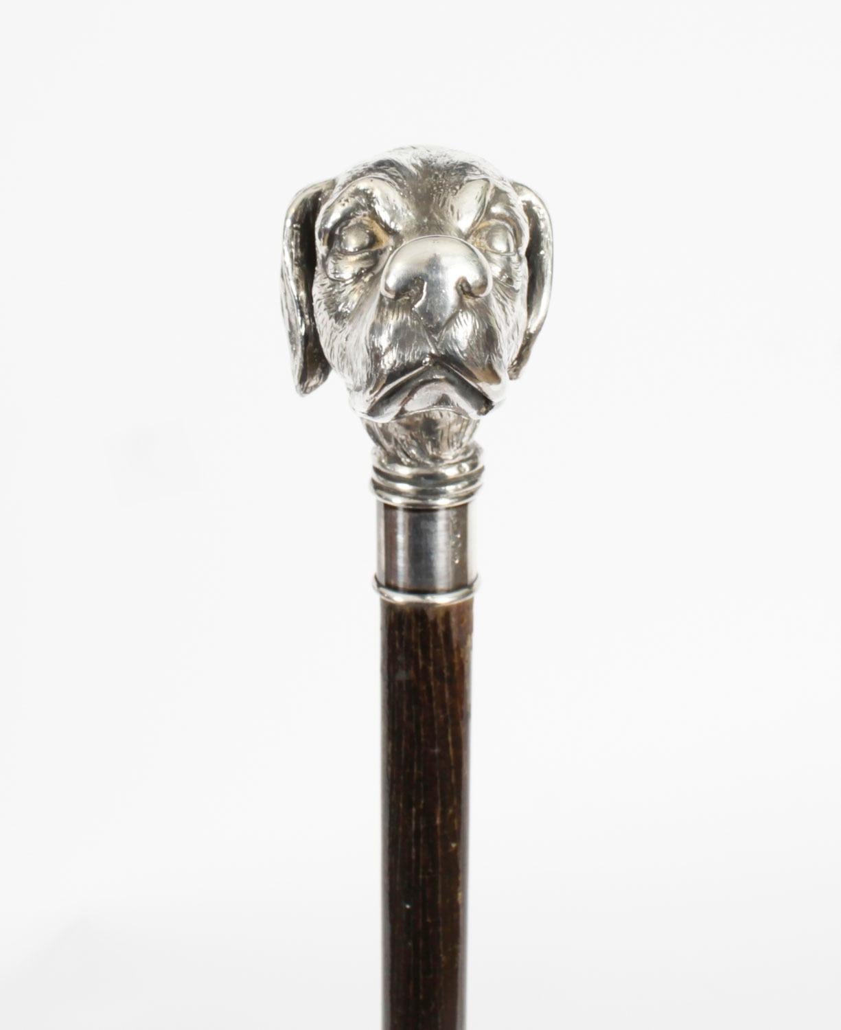 Antique Pointer Dog Silver Handled Walking Stick Cane 19th Century 94cm/37 inch 1