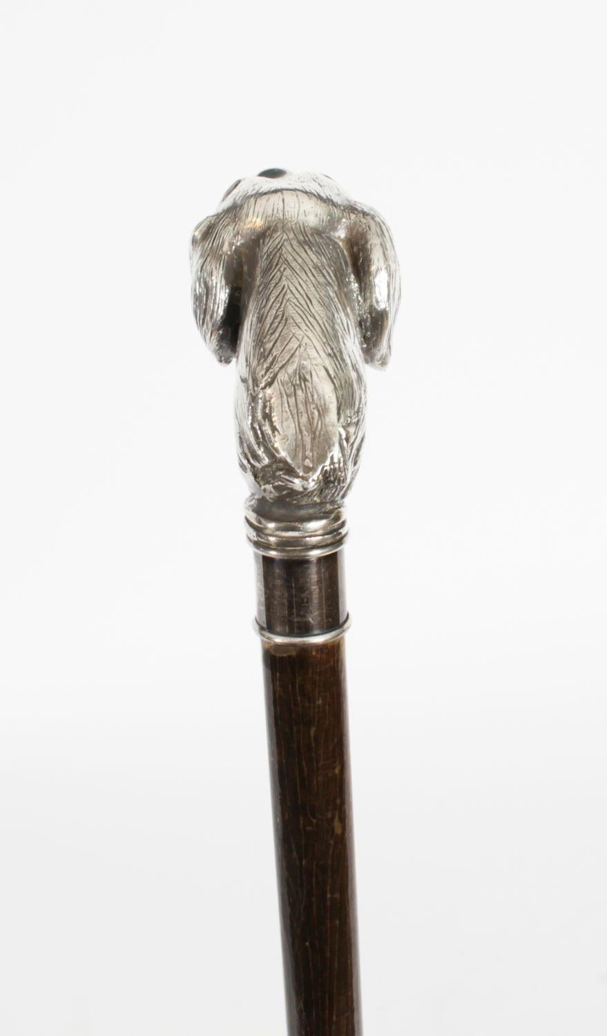 Antique Pointer Dog Silver Handled Walking Stick Cane 19th Century 94cm/37 inch 3