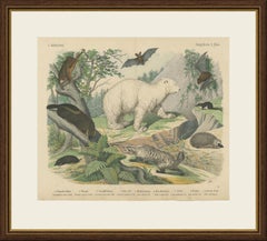 Antique Polar Bear Print with Bats, Hedgehog and Wolverine, Kolb, circa 1890
