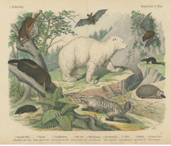 Antique Polar Bear Print with Bats, Hedgehog and Wolverine, Kolb, circa 1890