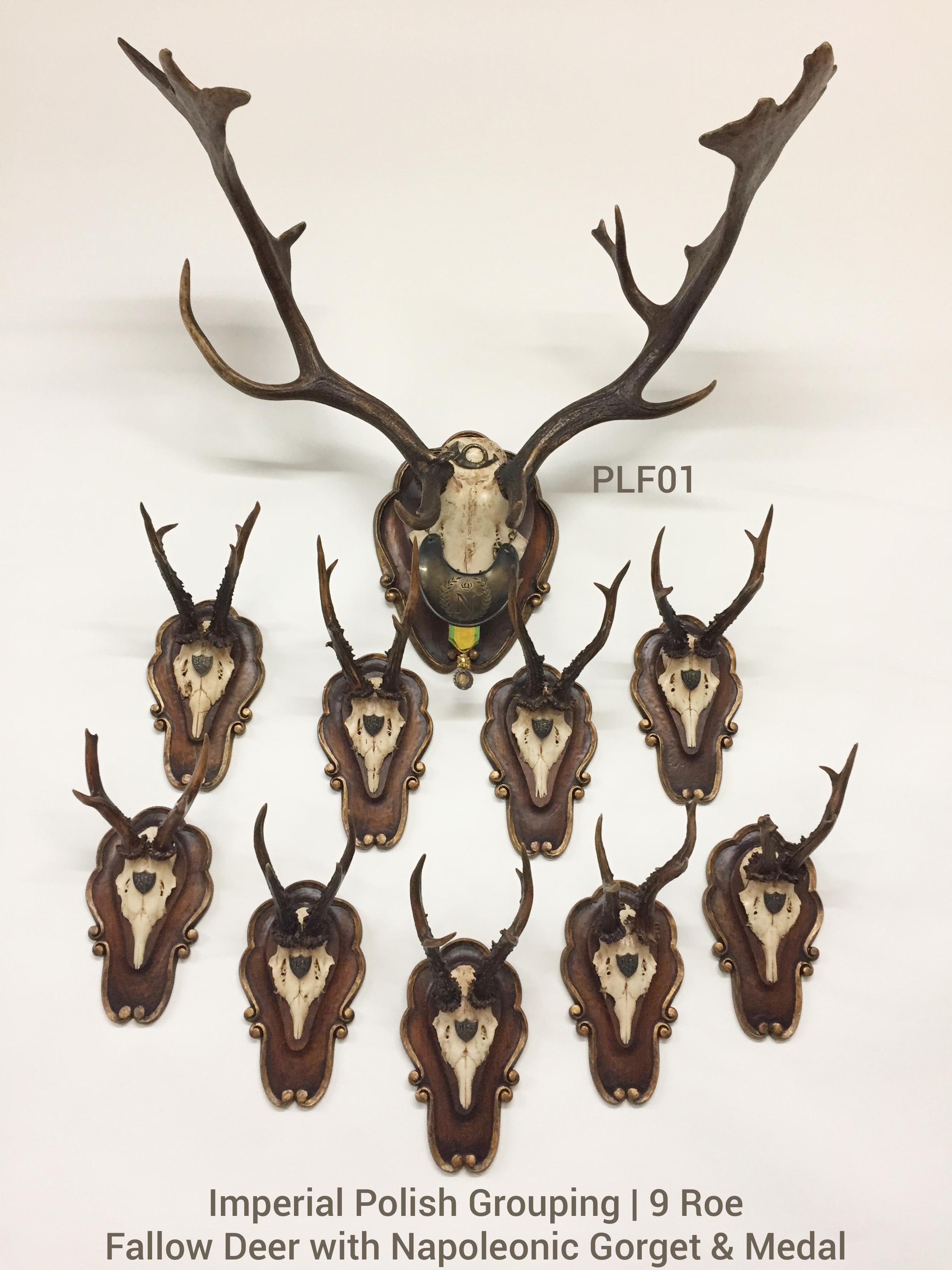This is a beautiful grouping of historical, antique hunt trophies which includes a fallow trophy and nine (9) roe deer trophies on original, hand carved wood plaques with gilt detail. The fallow trophy os decorated with an original hunt horn medal