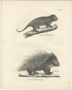 Antique Porcupine, Agouti & Tapir Lithographs – Brodtmann after Schinz c.1830