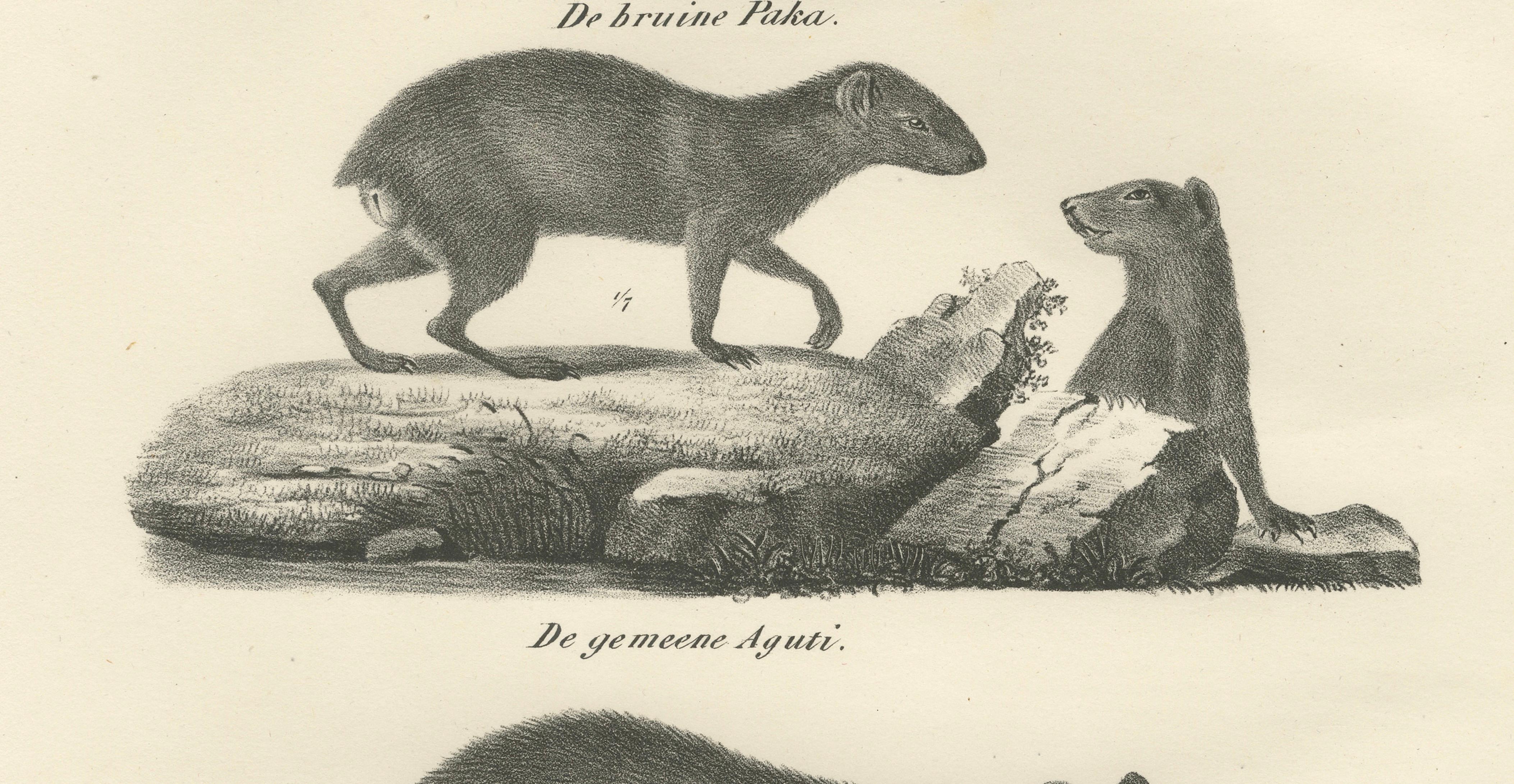 Antique Porcupine, Agouti & Tapir Lithographs – Brodtmann after Schinz c.1830