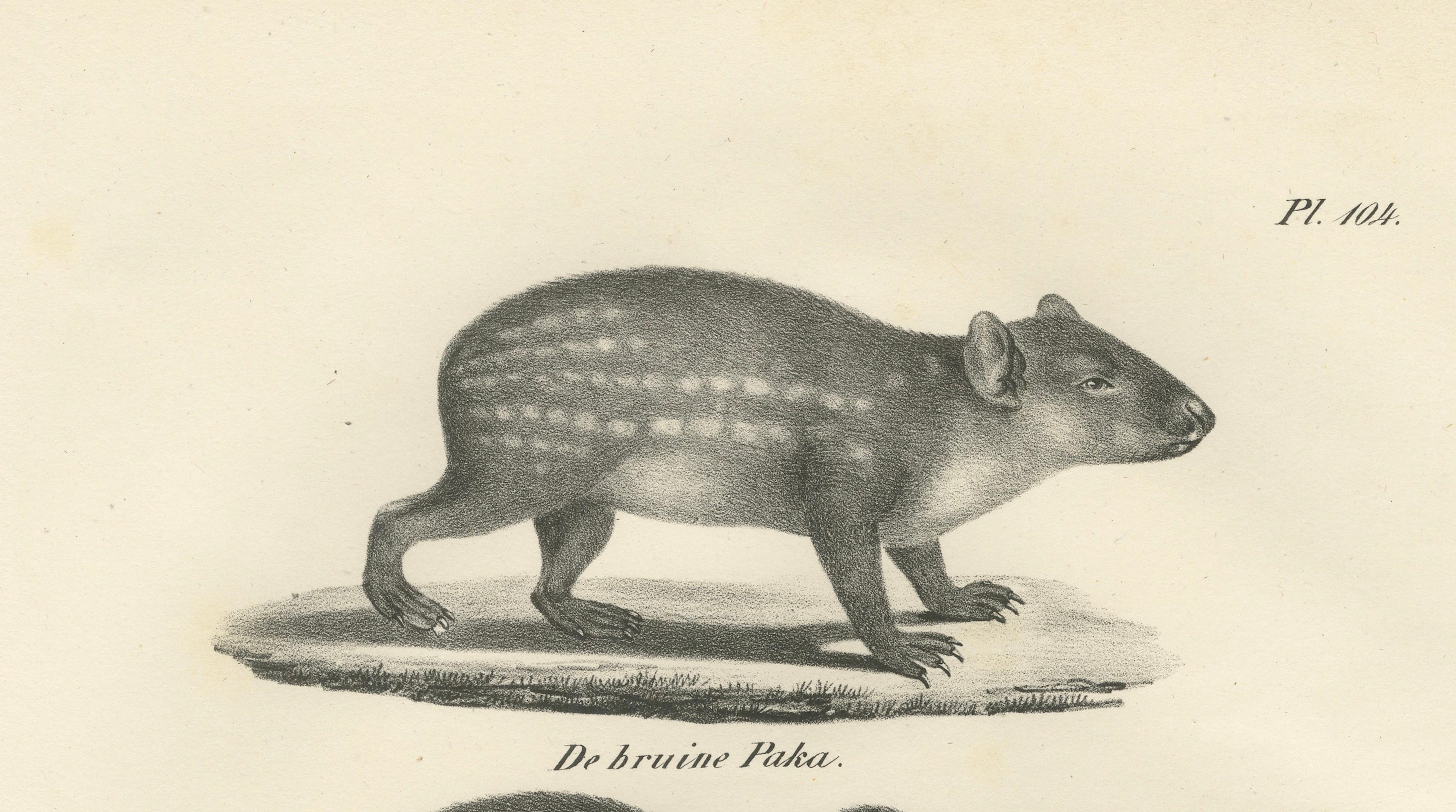 Antique Porcupine, Agouti & Tapir Lithographs – Brodtmann after Schinz c.1830