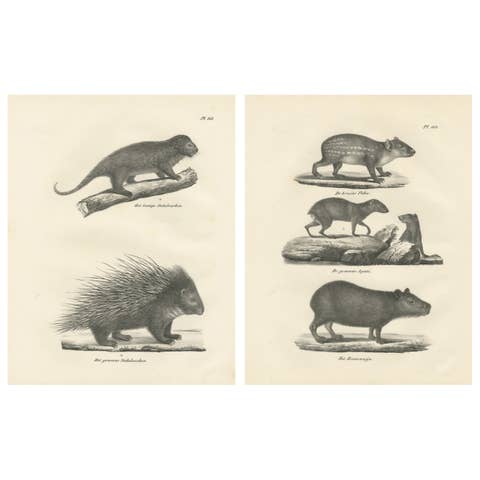 Antique Porcupine, Agouti & Tapir Lithographs – Brodtmann after Schinz c.1830