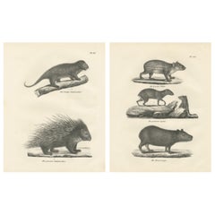 Antique Porcupine, Agouti
Tapir Lithographs – Brodtmann after Schinz c.1830