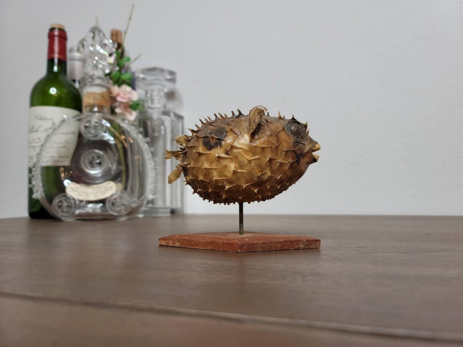 Antique Porcupinefish Natural Taxidermy Specimen 2