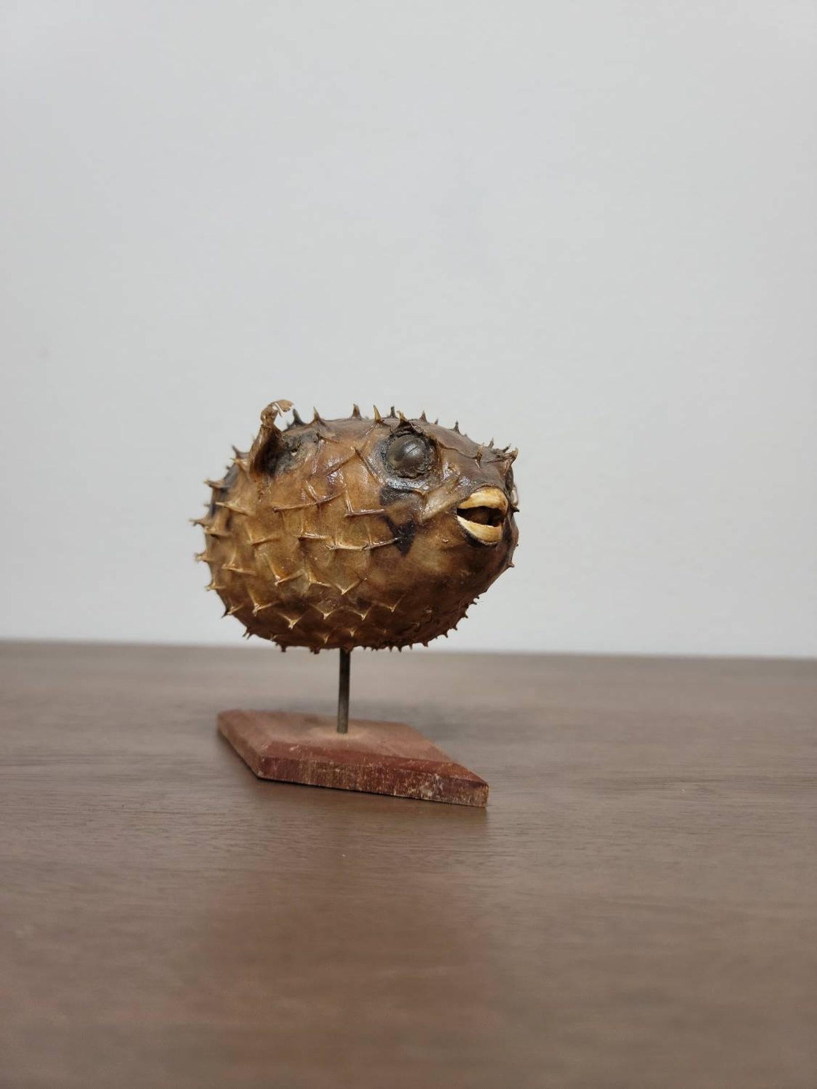 A rare and unusual antique marine natural taxidermy specimen of a Porcupinefish. Belonging to the Diodontidae family, Tetraodontiformes order, commonly referred to as blowfish, and closely related to the adorable inflating puffer fish, but with a