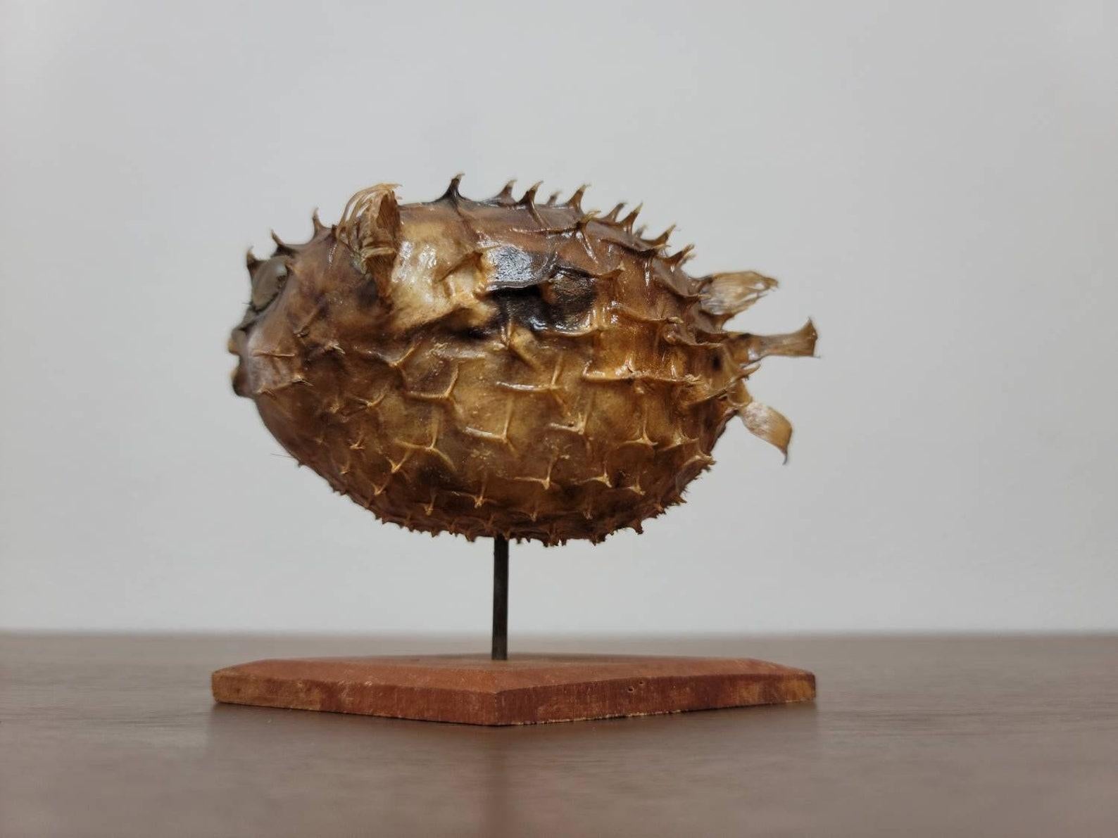 Antikes natürliches Taxidermie-Exemplar aus Porcupinefisch (Tierleder) im Angebot