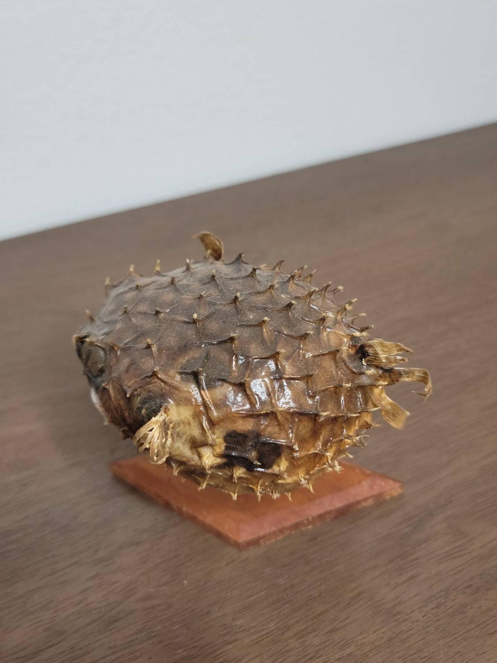 Antique Porcupinefish Natural Taxidermy Specimen In Good Condition For Sale In Forney, TX