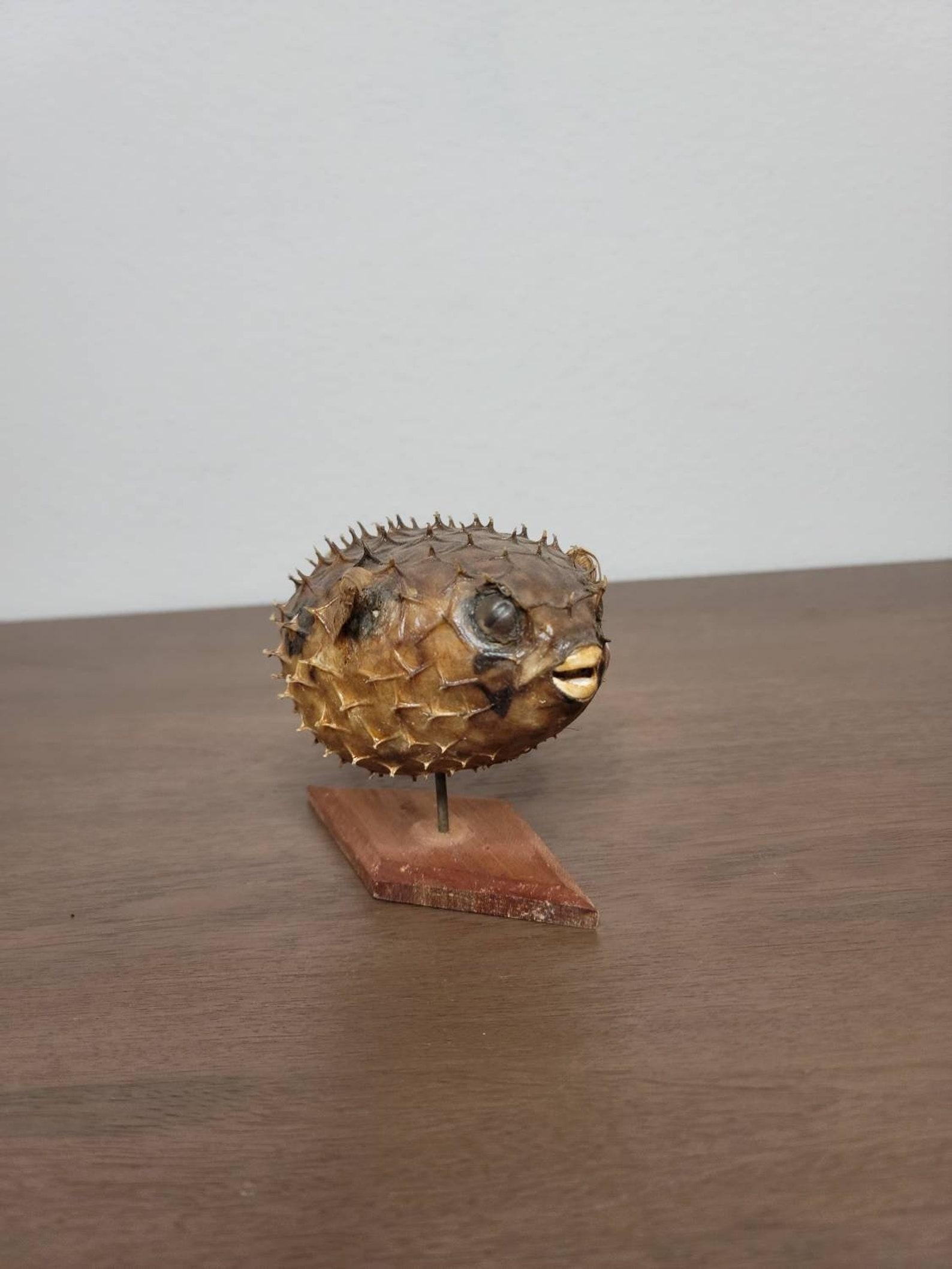 19th Century Antique Porcupinefish Natural Taxidermy Specimen For Sale