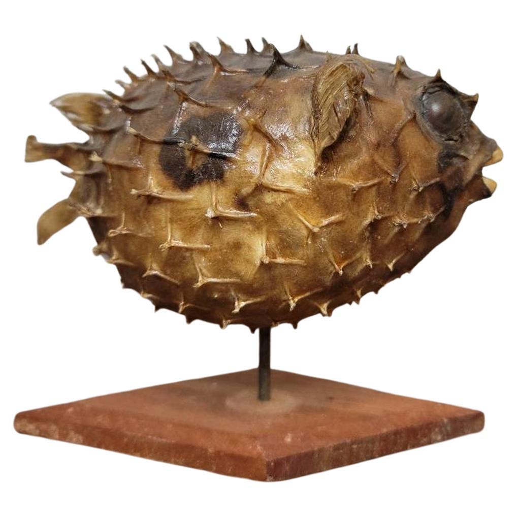Antikes natürliches Taxidermie-Exemplar aus Porcupinefisch