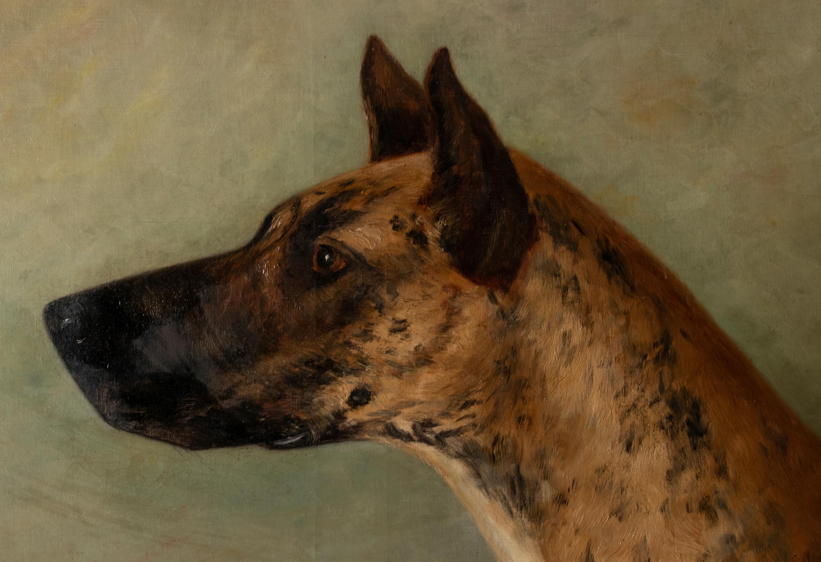 Antikes Porträt einer Deutschen Dogge von Zélia Maria Klerx Öl auf Leinwand im Angebot 6
