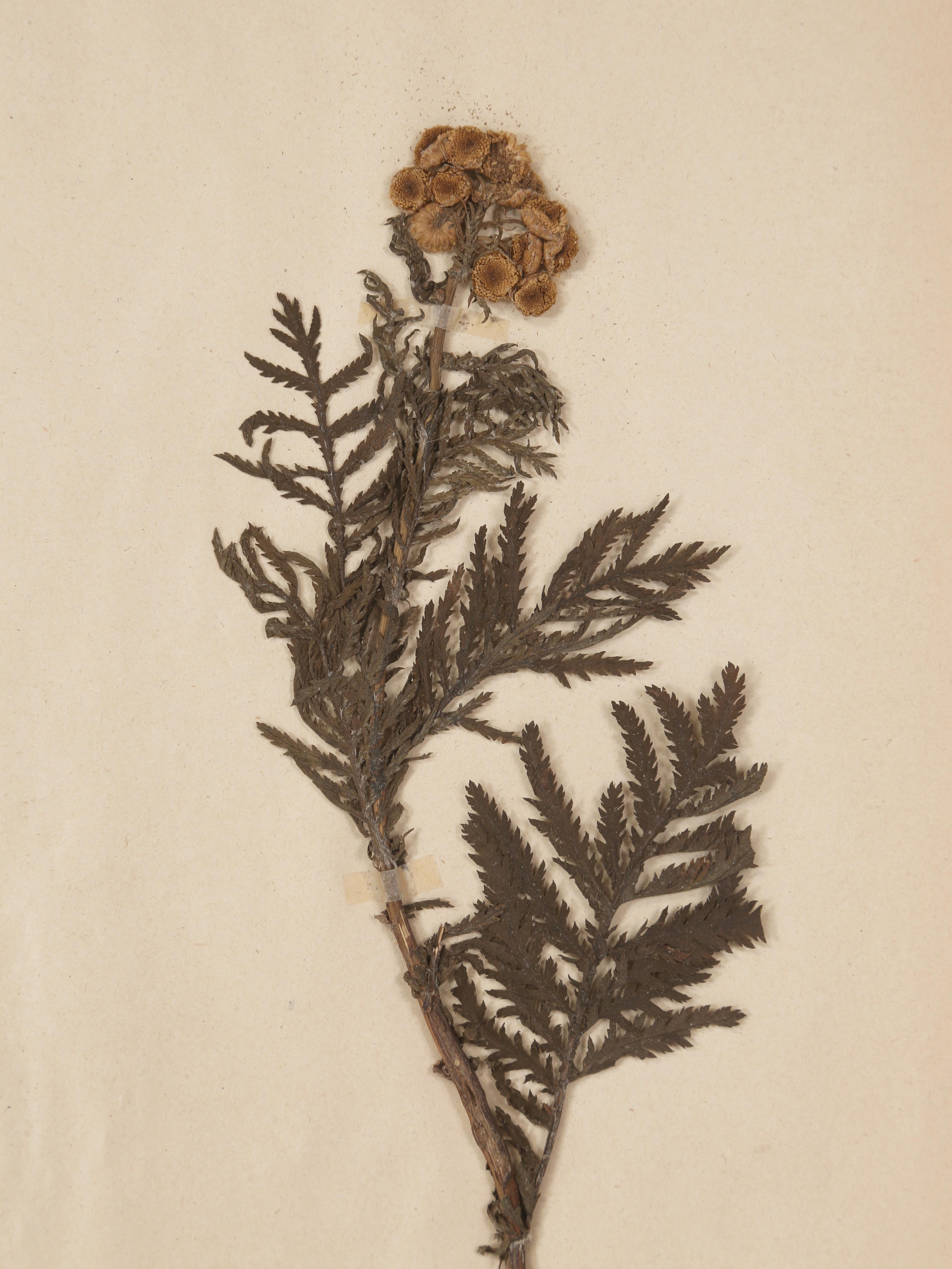 Antique Pressed Botanicals Grouping of (24) More Available 125-Years Old French For Sale 3