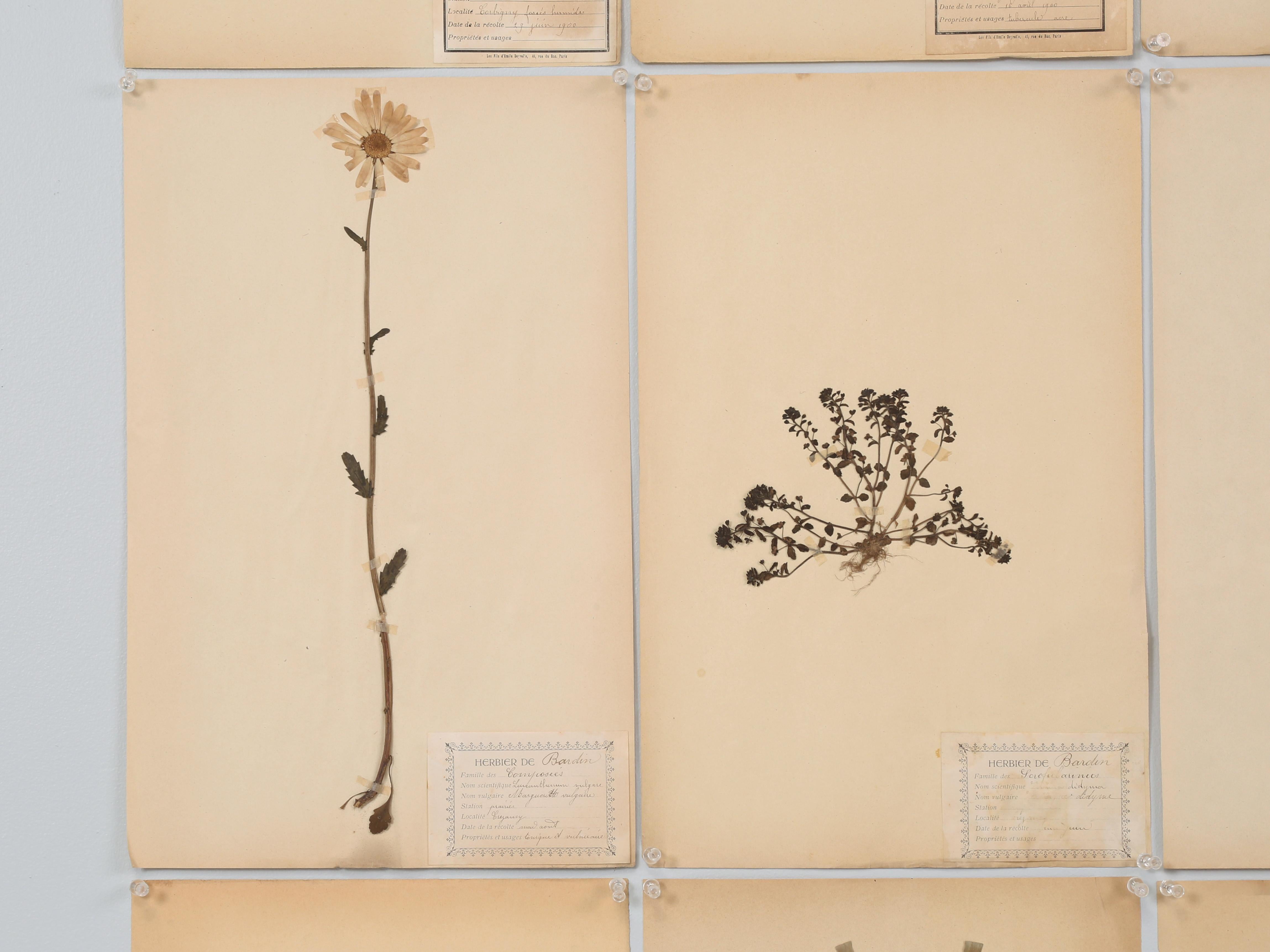 Antique Pressed Botanicals Grouping of (24) More Available 125-Years Old French For Sale 4