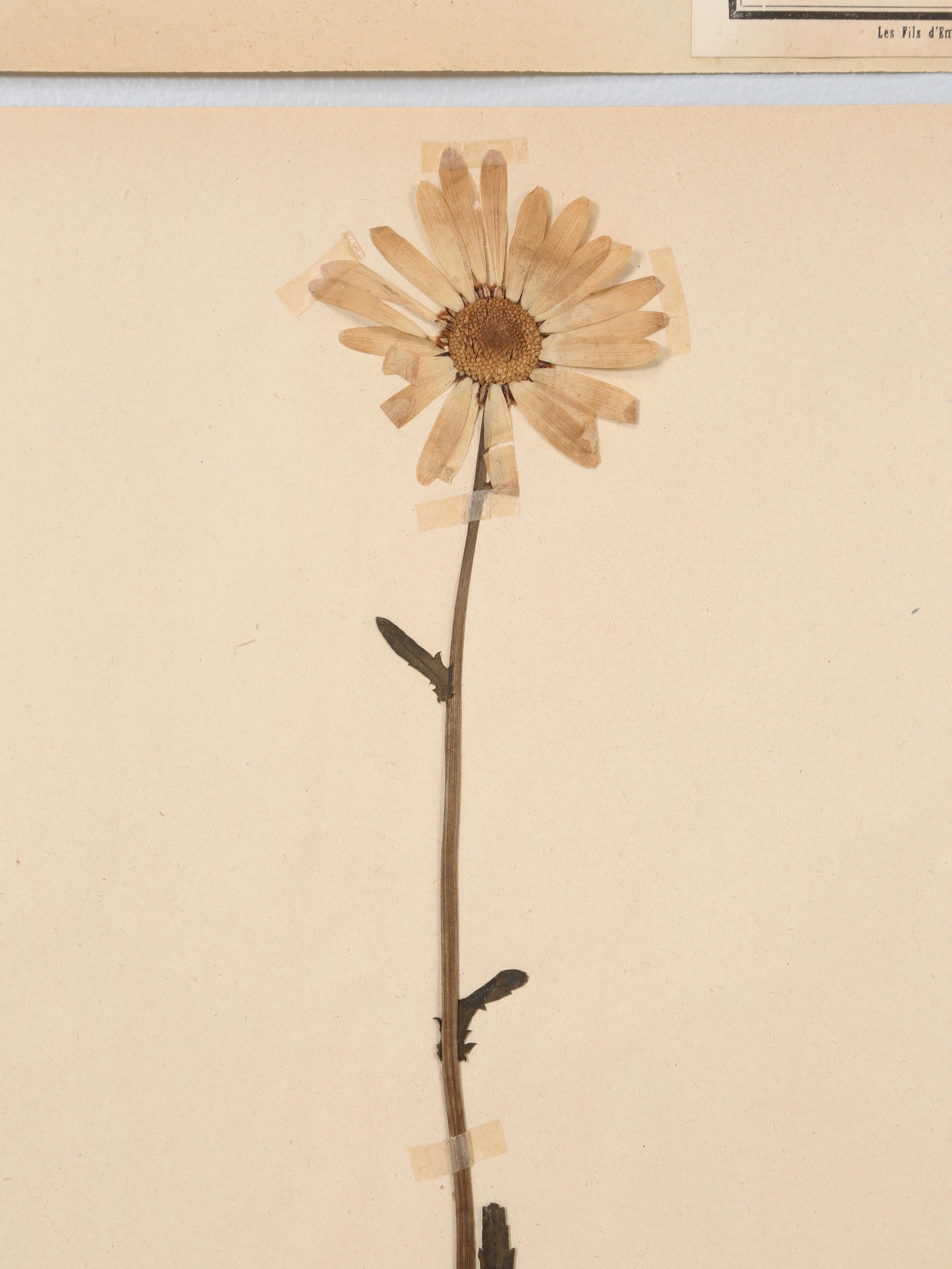 Antique Pressed Botanicals Grouping of (24) More Available 125-Years Old French For Sale 5