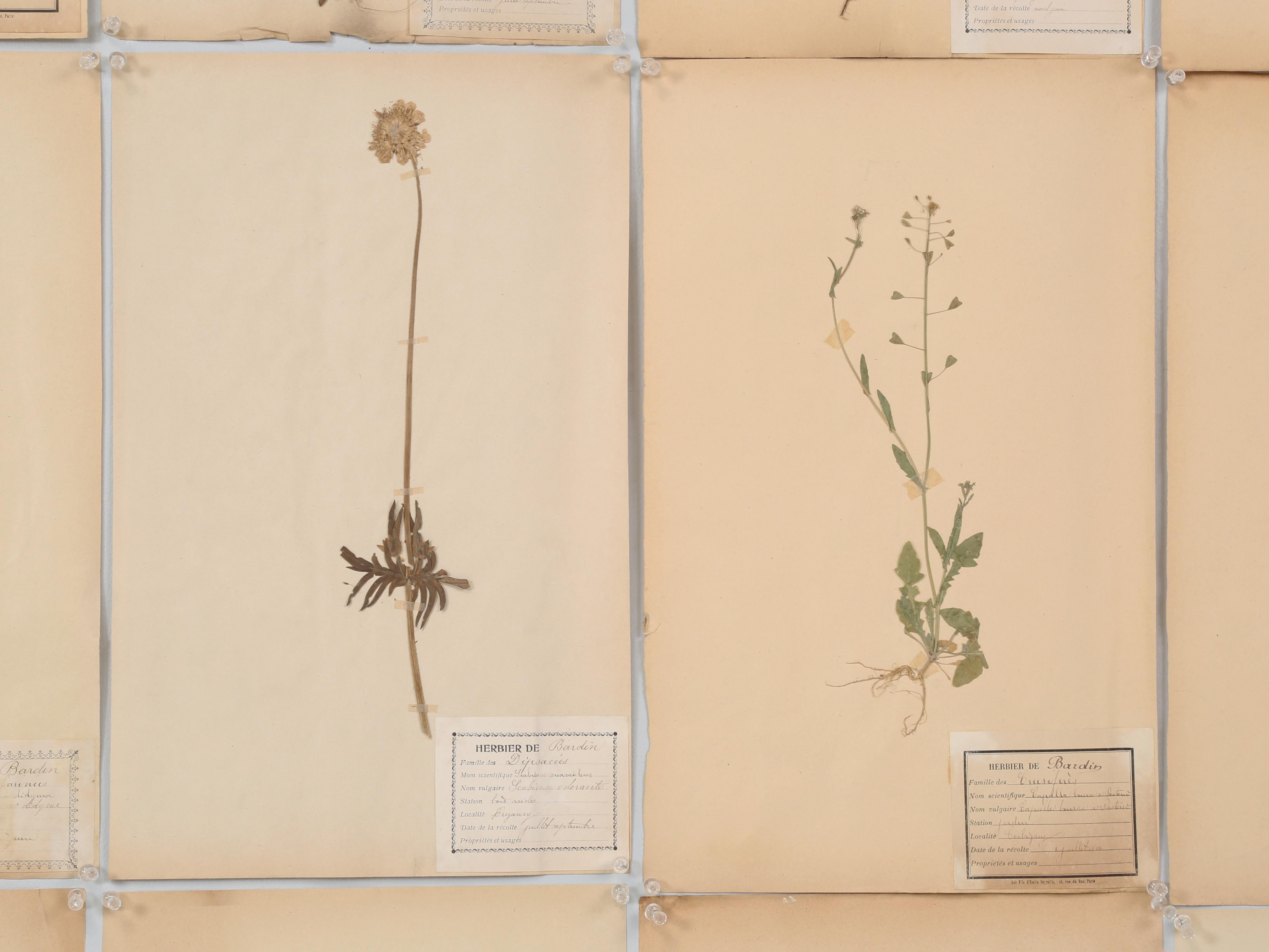 Antique Pressed Botanicals Grouping of (24) More Available 125-Years Old French For Sale 6