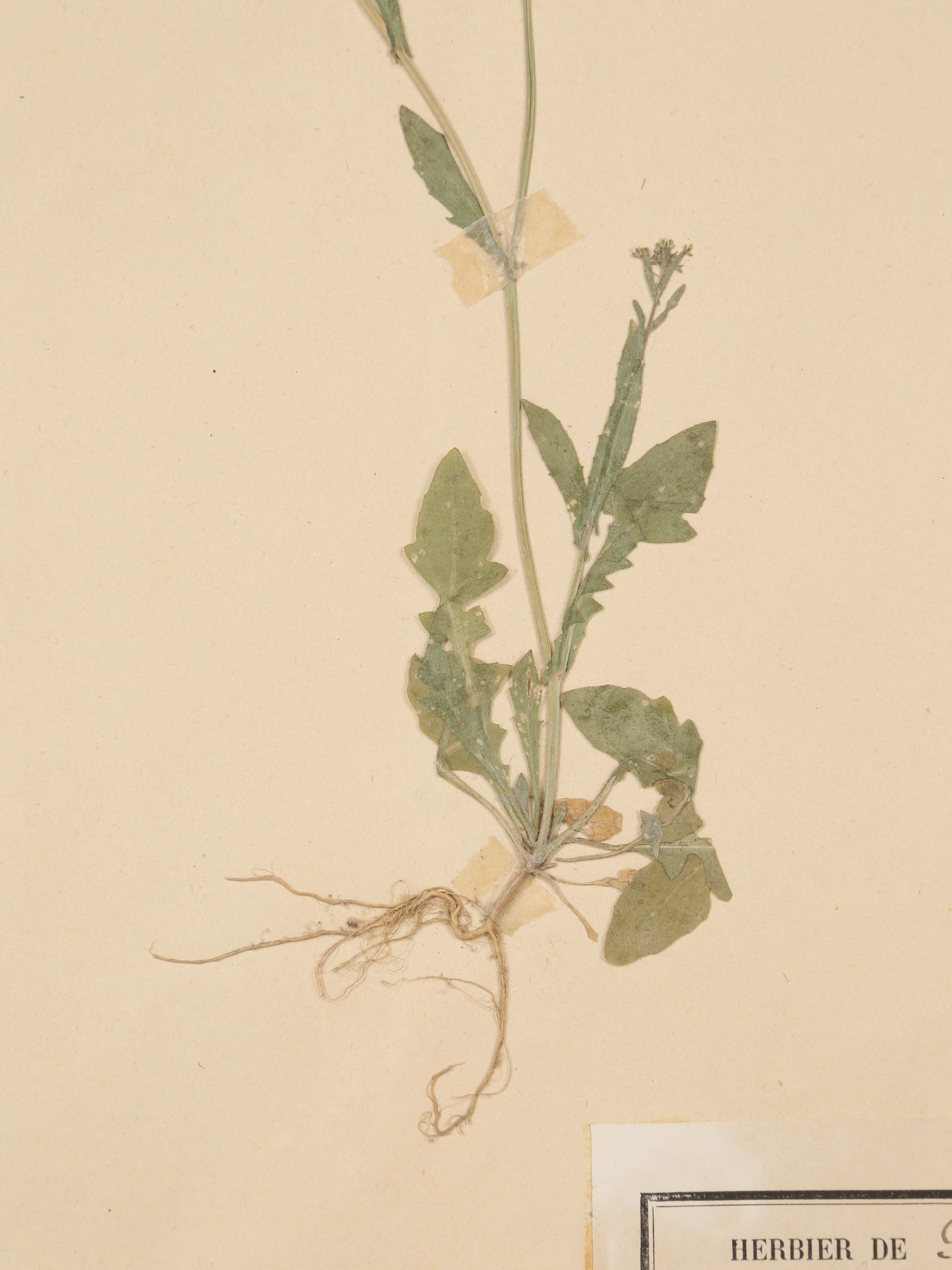 Antique Pressed Botanicals Grouping of (24) More Available 125-Years Old French For Sale 7