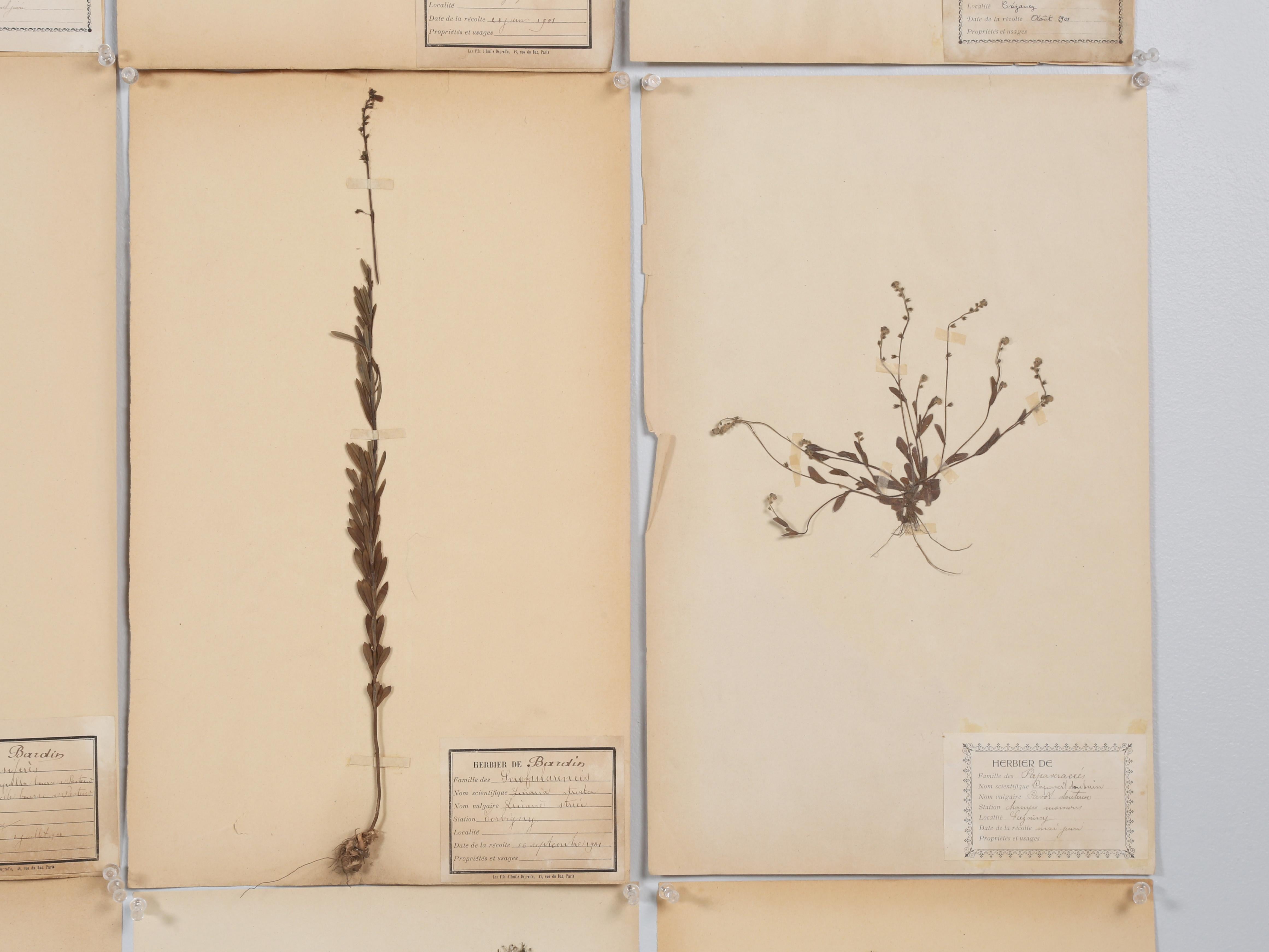 Antique Pressed Botanicals Grouping of (24) More Available 125-Years Old French For Sale 8