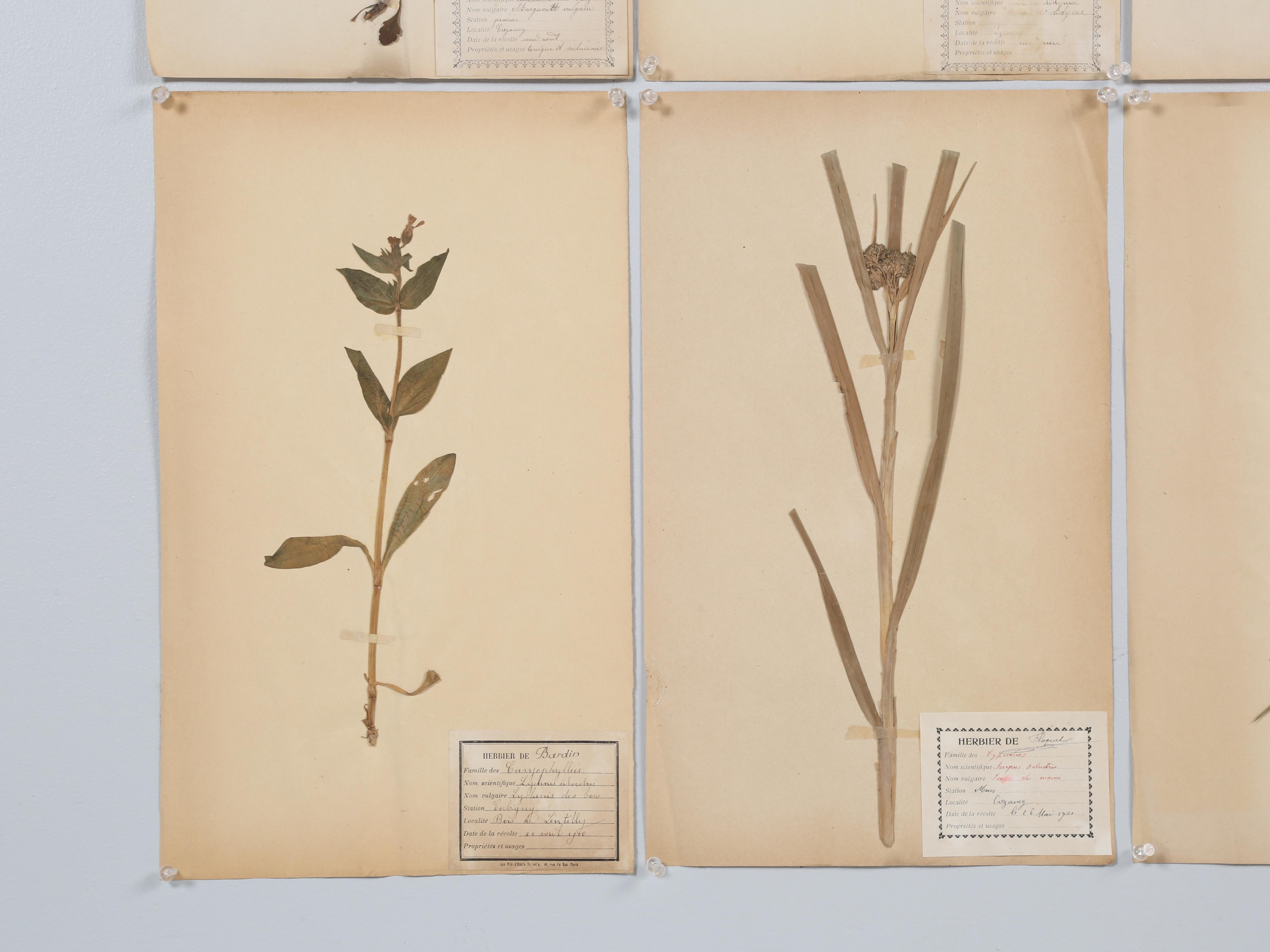 Antique Pressed Botanicals Grouping of (24) More Available 125-Years Old French For Sale 9