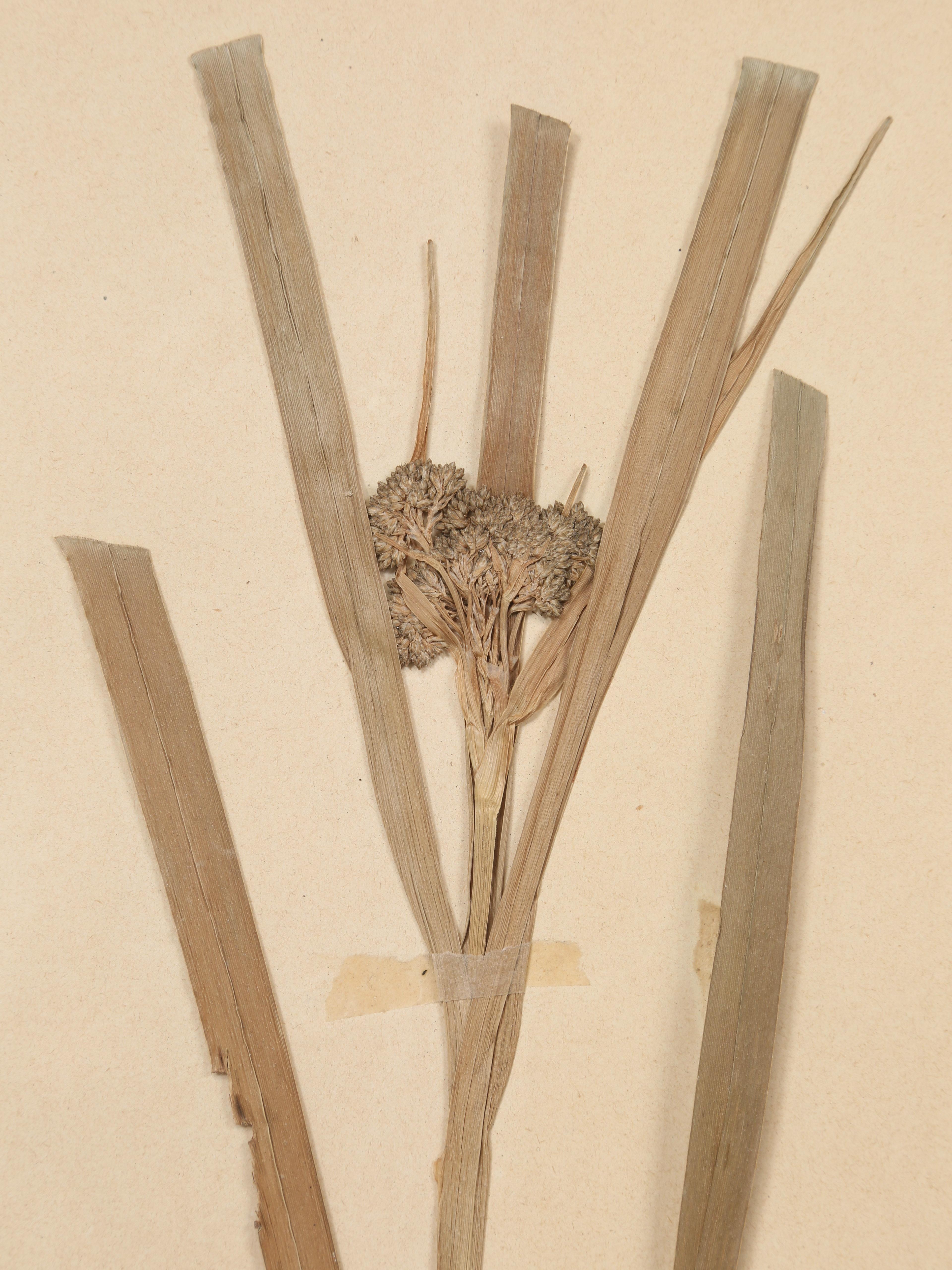 Antique Pressed Botanicals Grouping of (24) More Available 125-Years Old French For Sale 10