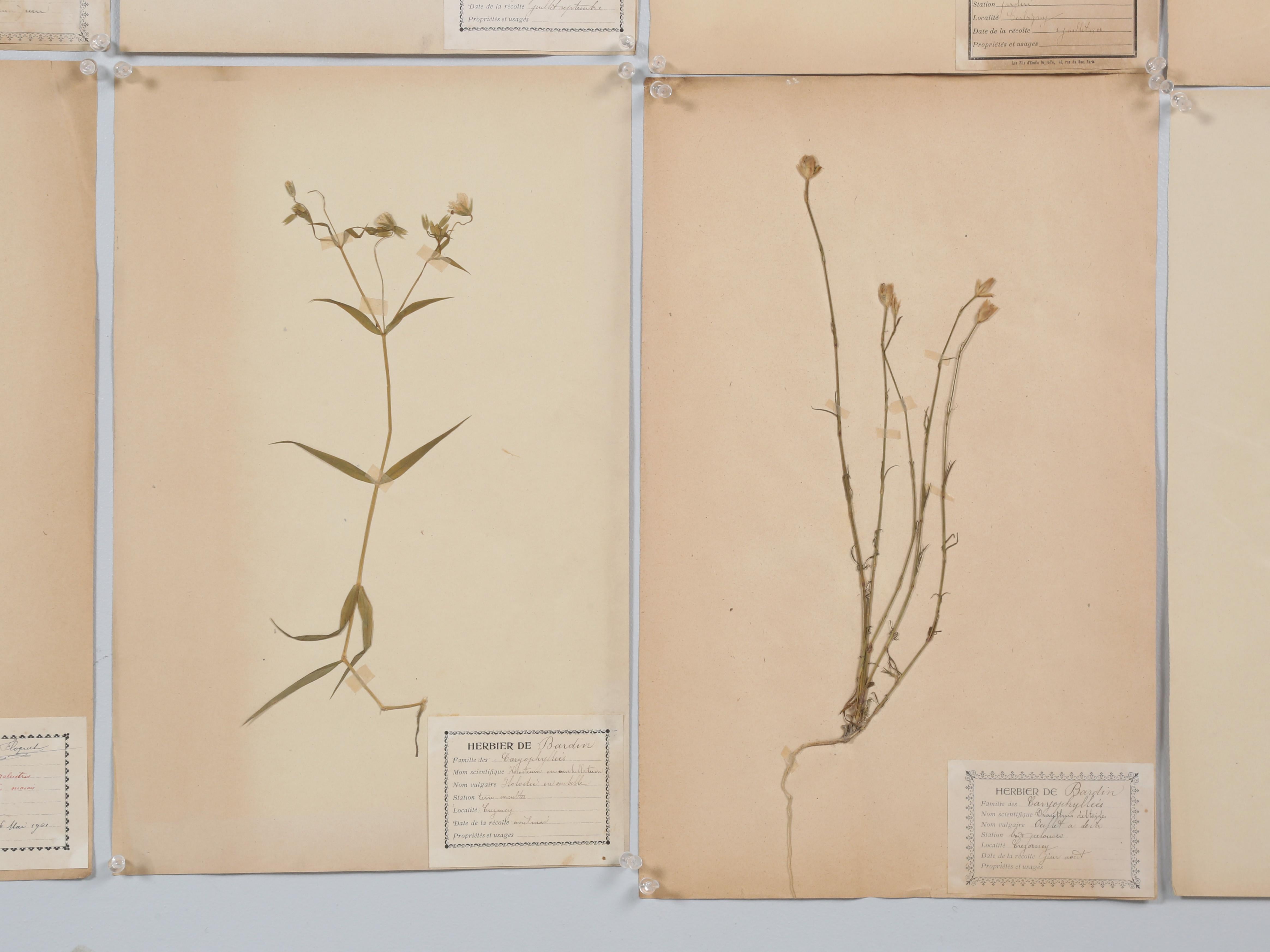 Antique Pressed Botanicals Grouping of (24) More Available 125-Years Old French For Sale 11