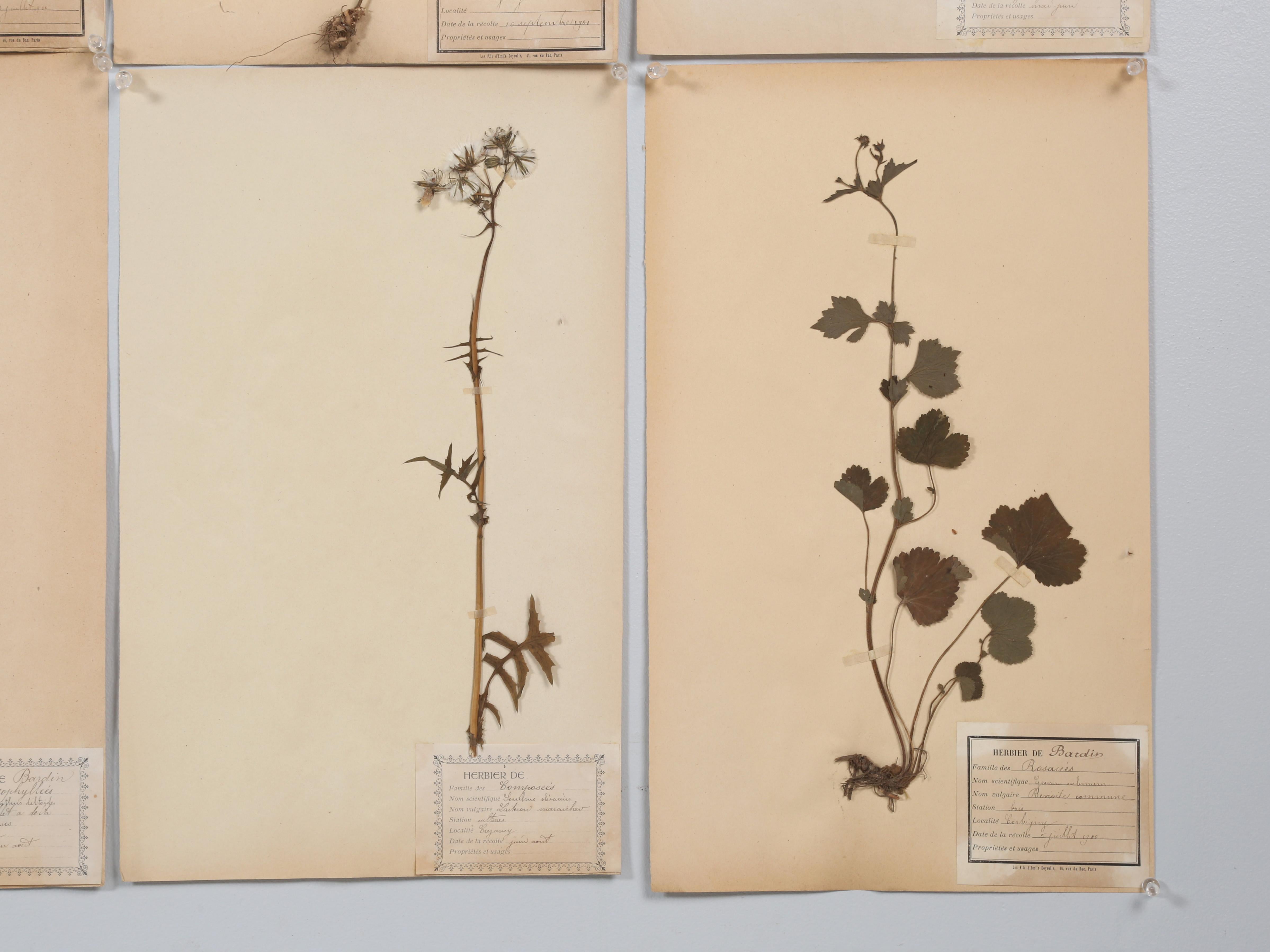 Antique Pressed Botanicals Grouping of (24) More Available 125-Years Old French For Sale 12