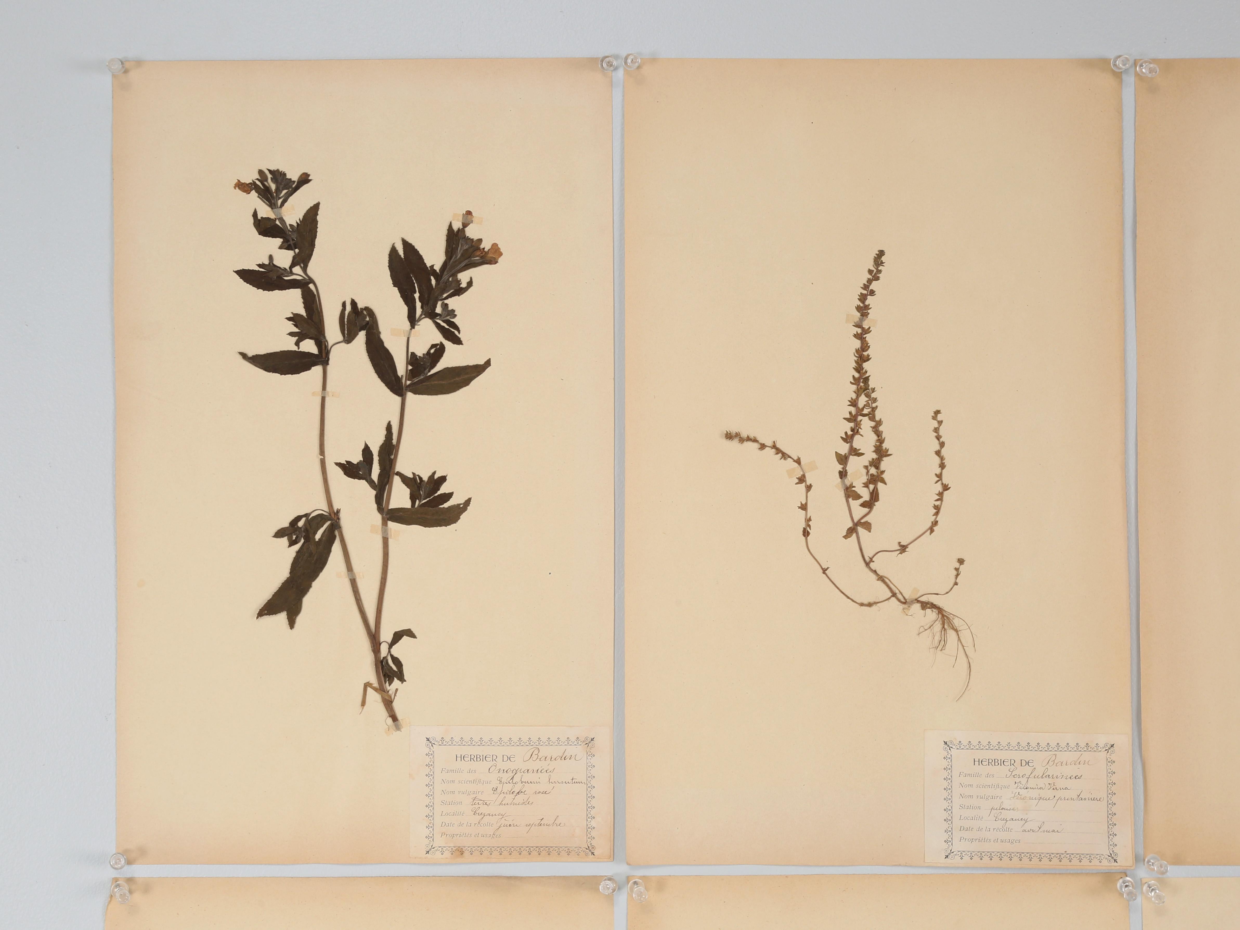 Antique Pressed Botanicals, Grouping of (24) many more still available. The pressed botanical are roughly 125-Years Old and were found in an old French Monastery School that opened in the 1890's and closed several years ago. We have several sets or