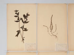 Raggruppamento di (24) botaniche pressate d'antiquariato Più disponibile 125 anni fa francese