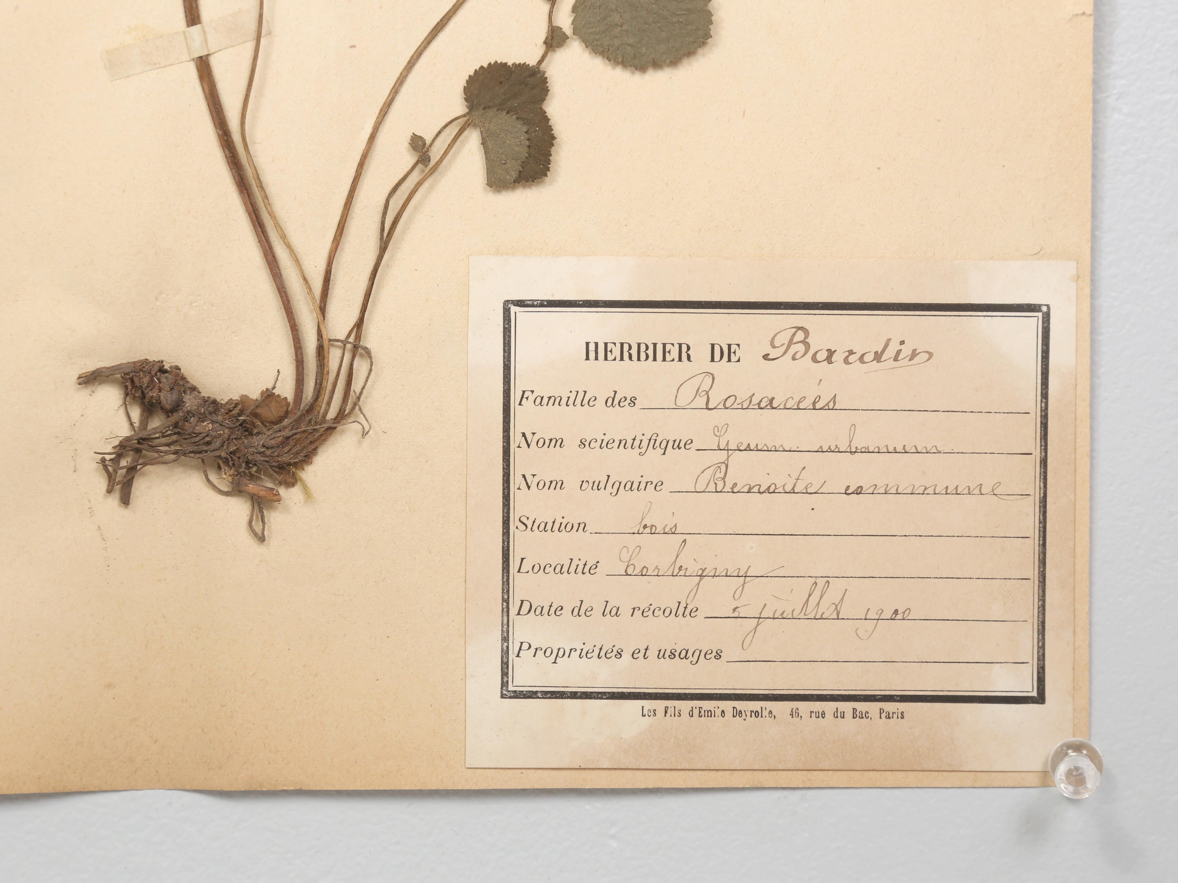 Antique Pressed Botanicals Grouping of (24) More Available 125-Years Old French For Sale 13