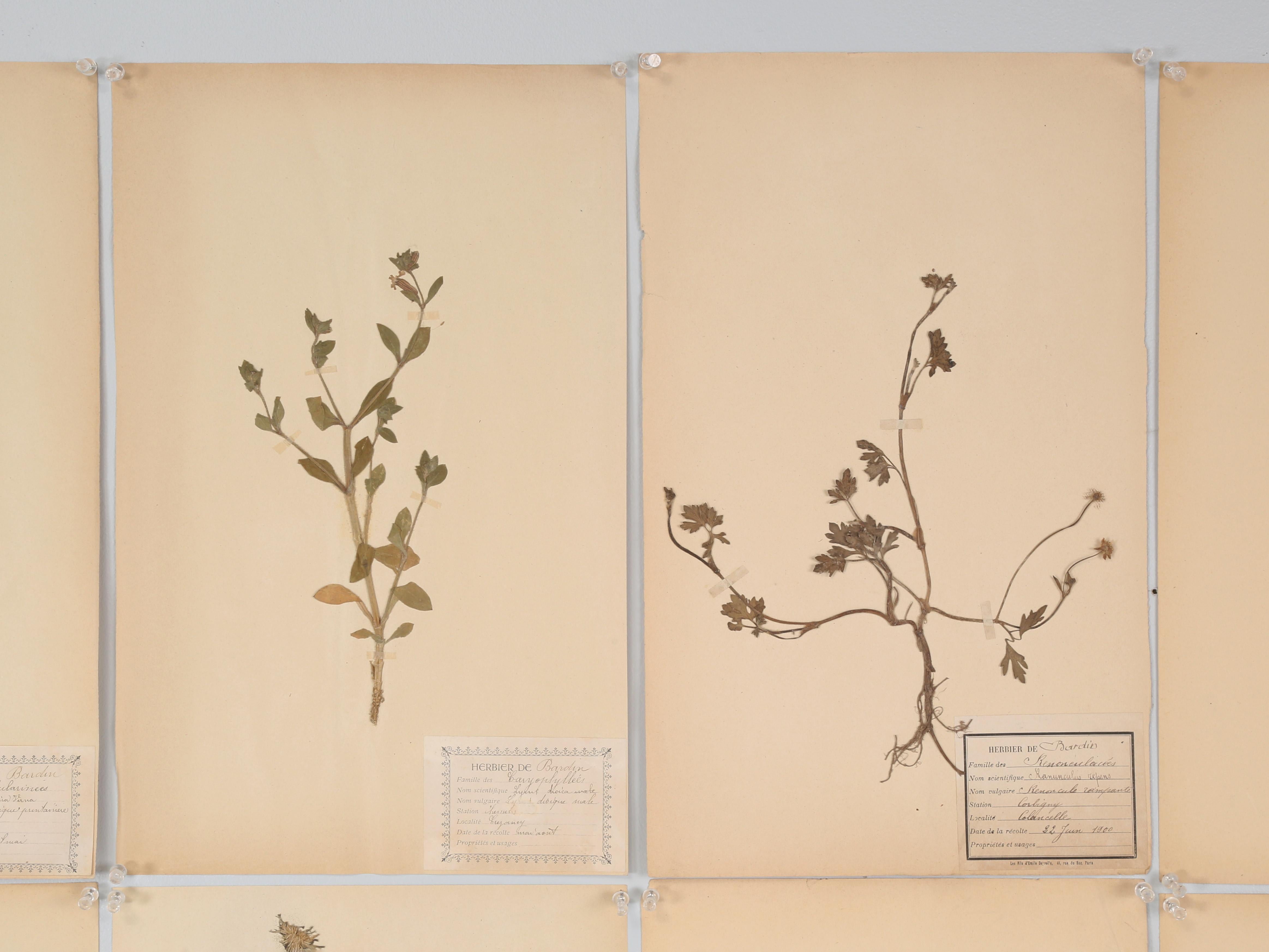 Country Antique Pressed Botanicals Grouping of (24) More Available 125-Years Old French For Sale