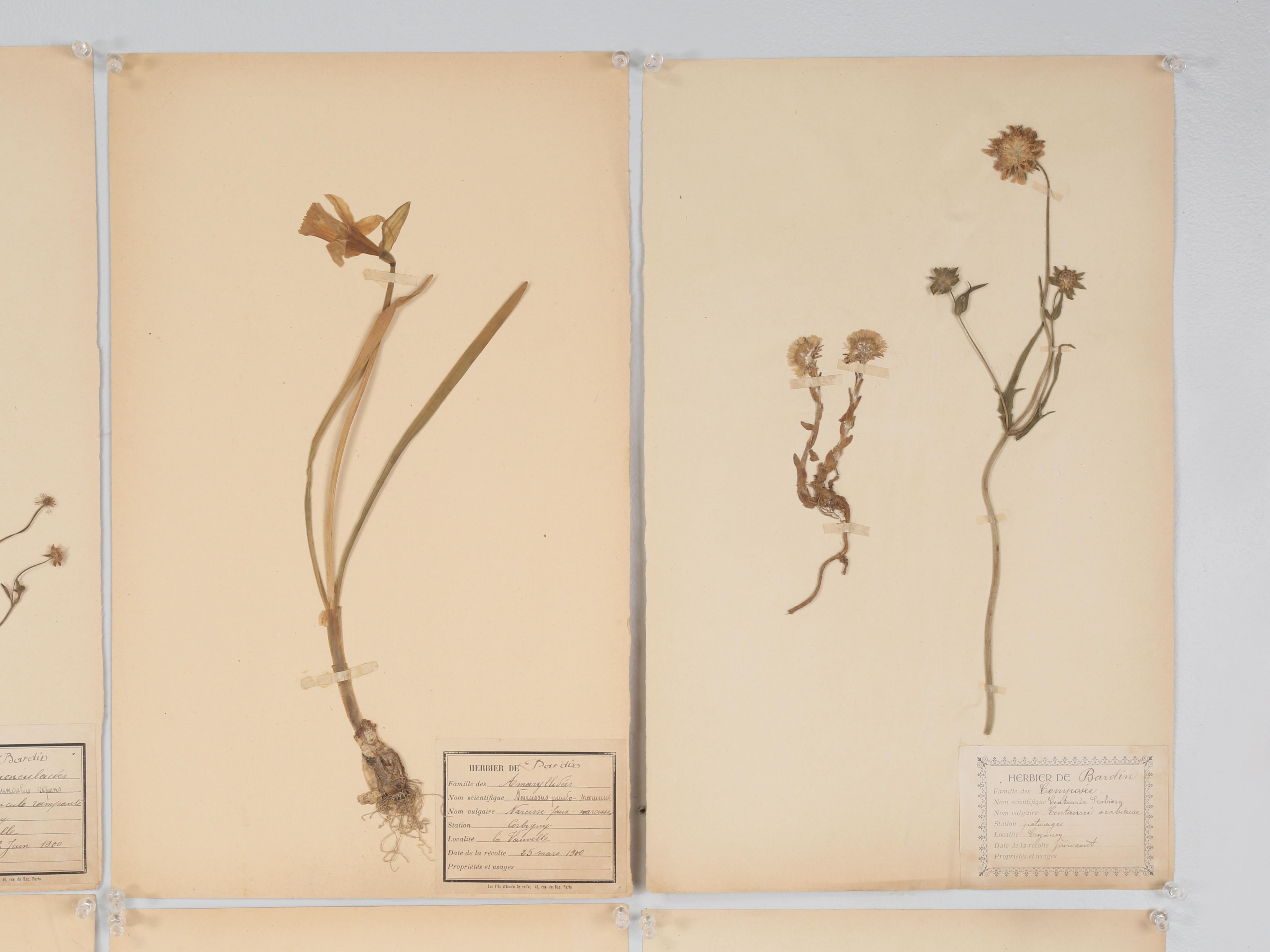 Hand-Crafted Antique Pressed Botanicals Grouping of (24) More Available 125-Years Old French For Sale