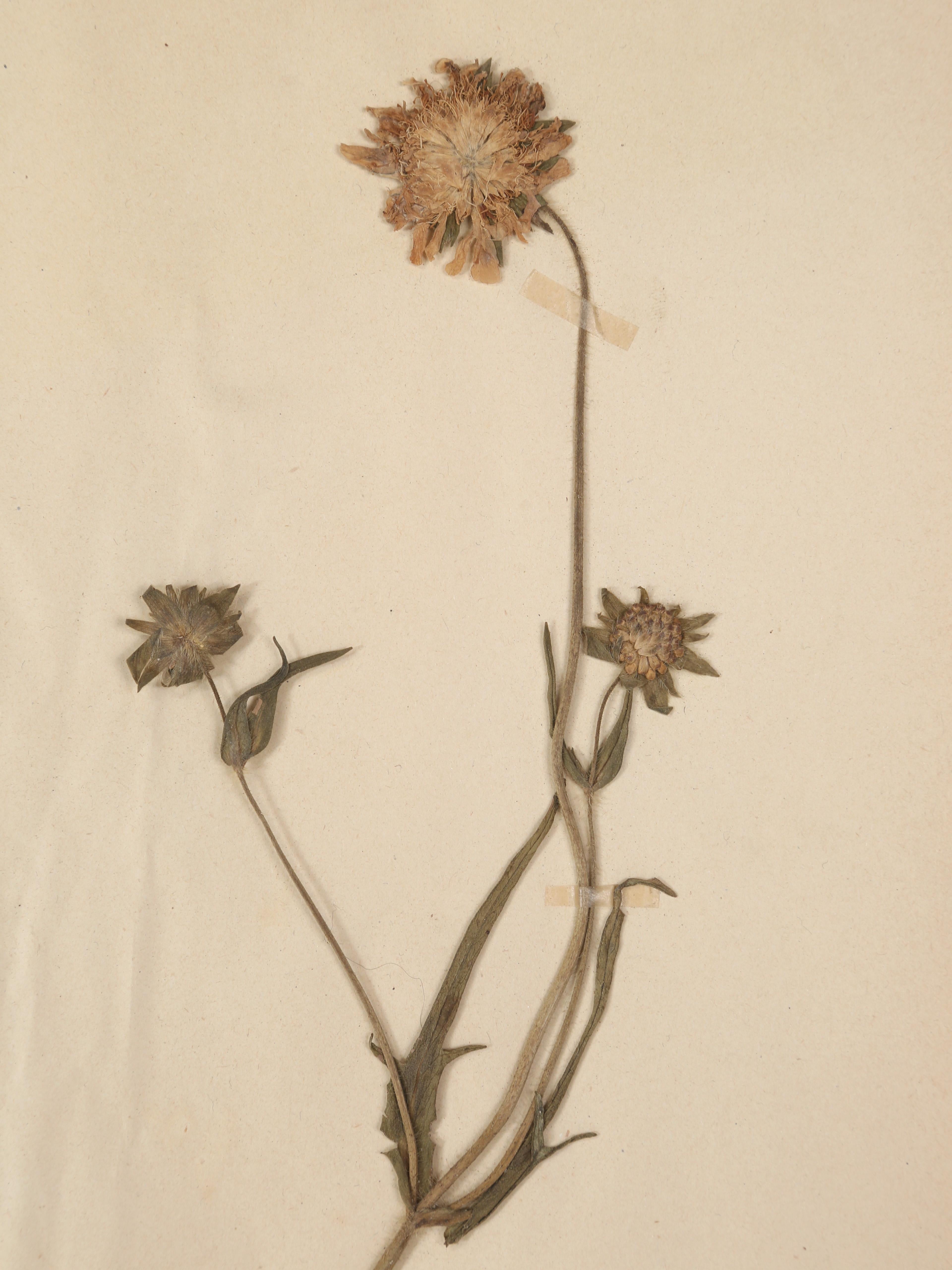 Antique Pressed Botanicals Grouping of (24) More Available 125-Years Old French In Good Condition For Sale In Chicago, IL