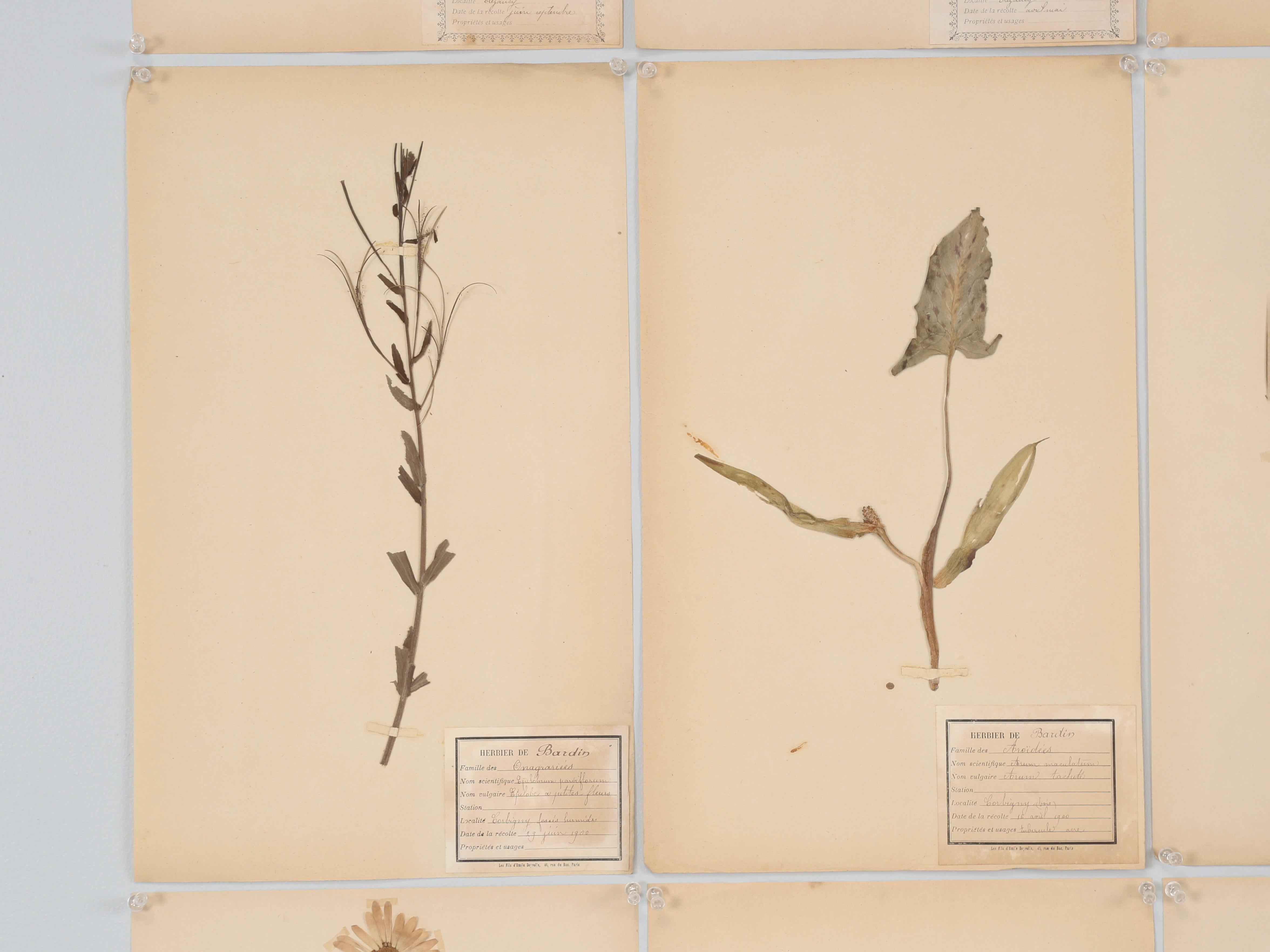 Early 20th Century Antique Pressed Botanicals Grouping of (24) More Available 125-Years Old French For Sale