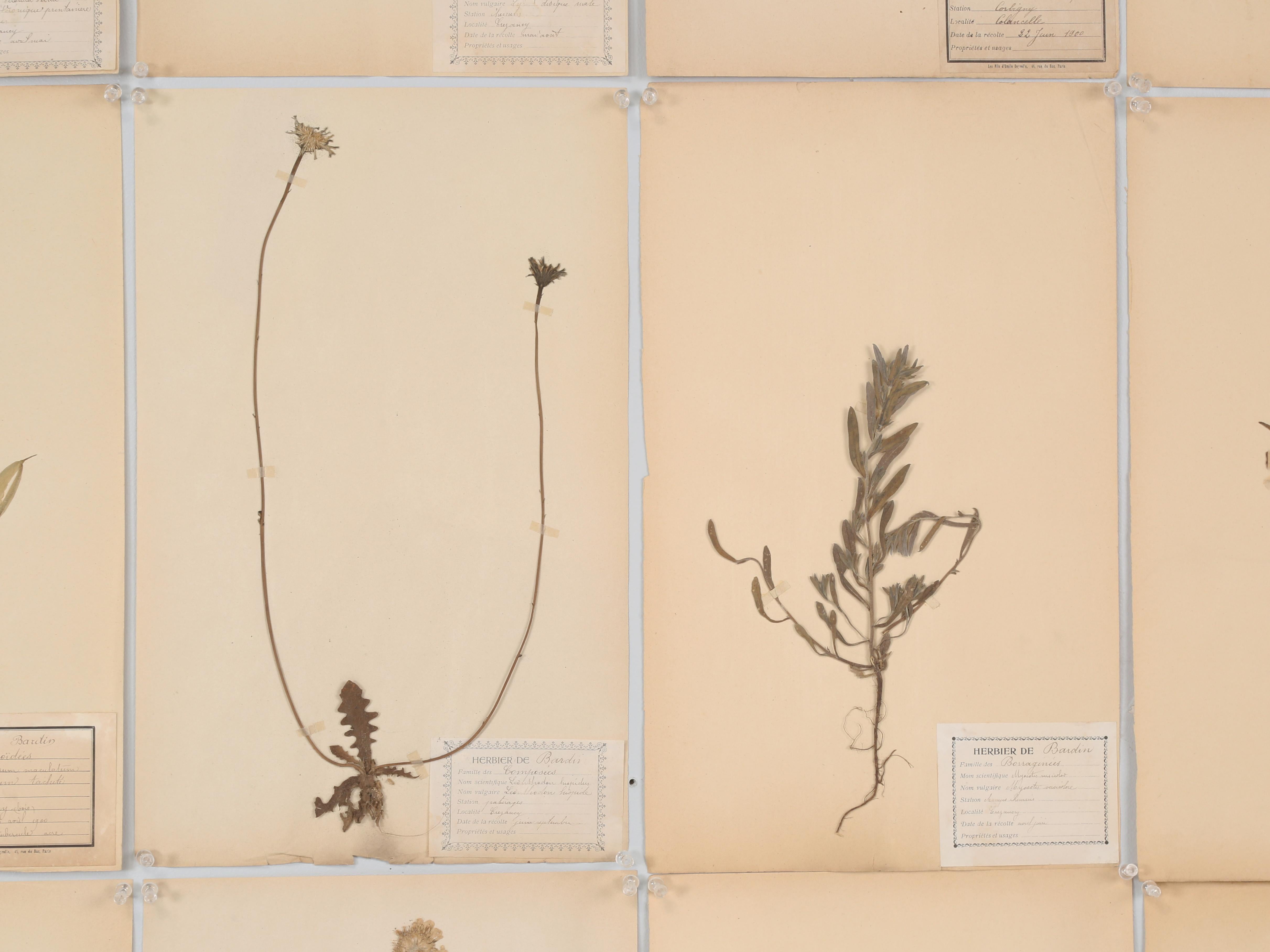 Organic Material Antique Pressed Botanicals Grouping of (24) More Available 125-Years Old French For Sale