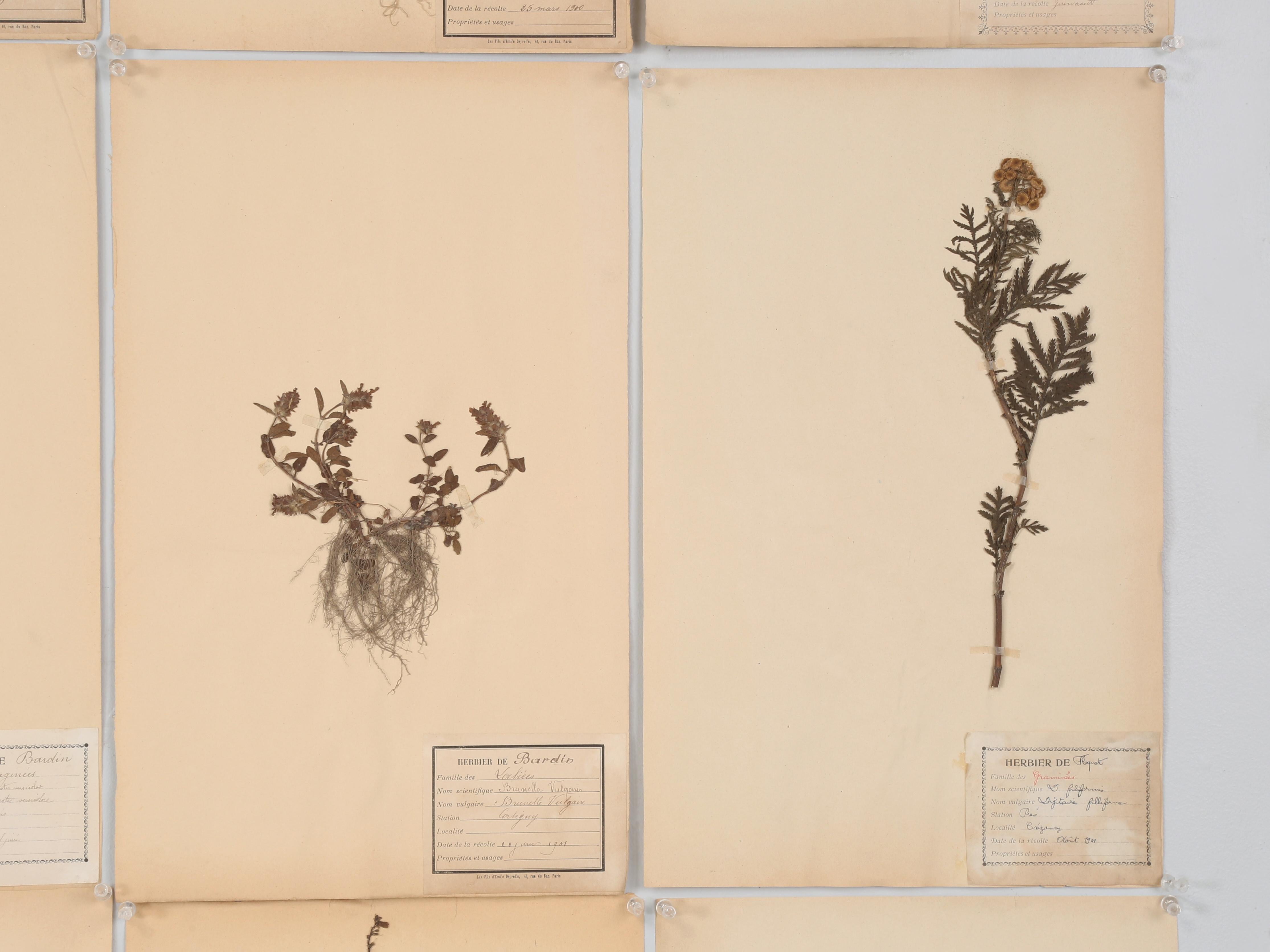 Antique Pressed Botanicals Grouping of (24) More Available 125-Years Old French For Sale 1