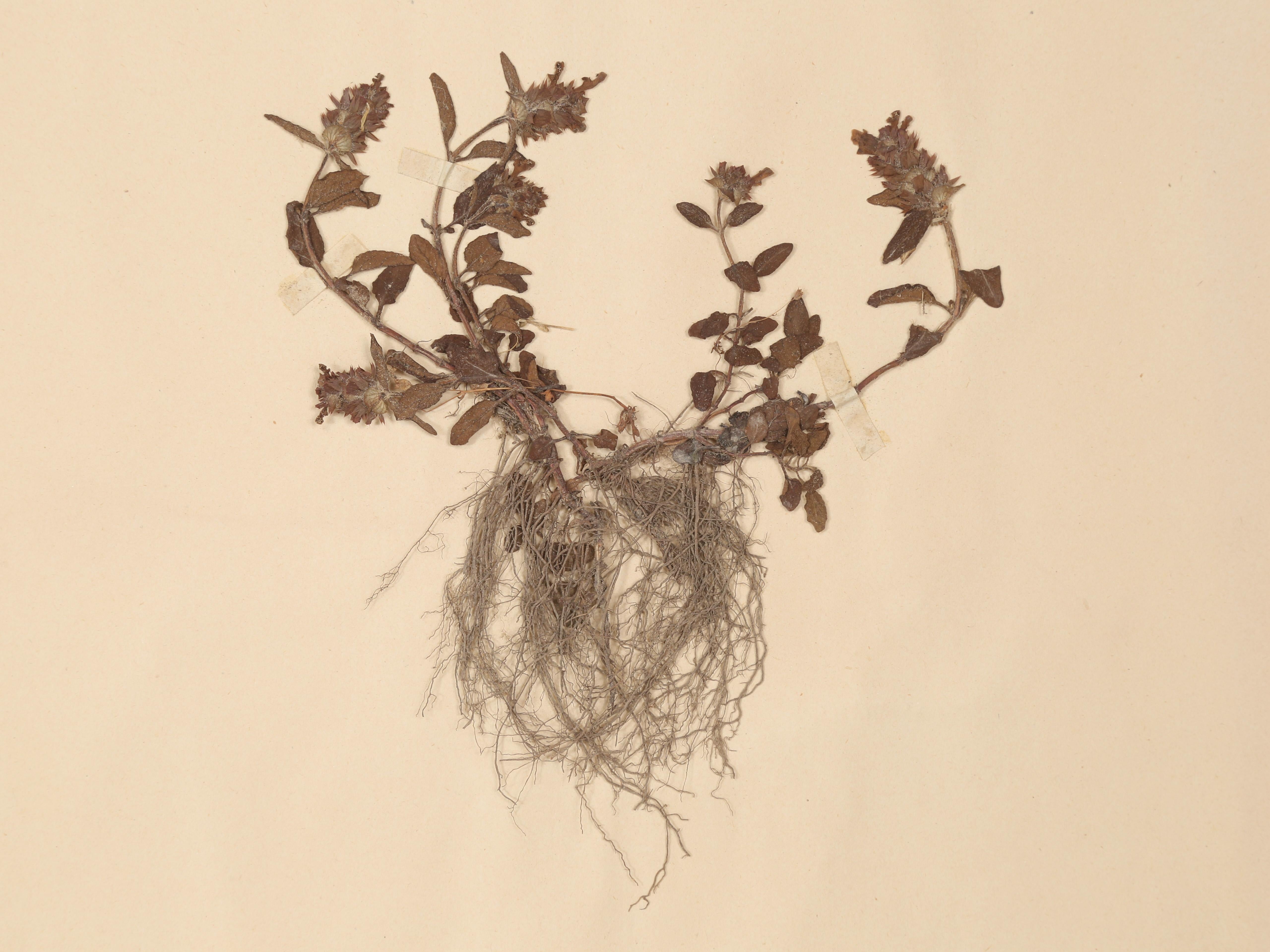 Antique Pressed Botanicals Grouping of (24) More Available 125-Years Old French For Sale 2