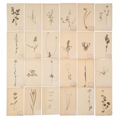 Antique Pressed Botanicals Grouping of (24) More Available 125-Years Old French