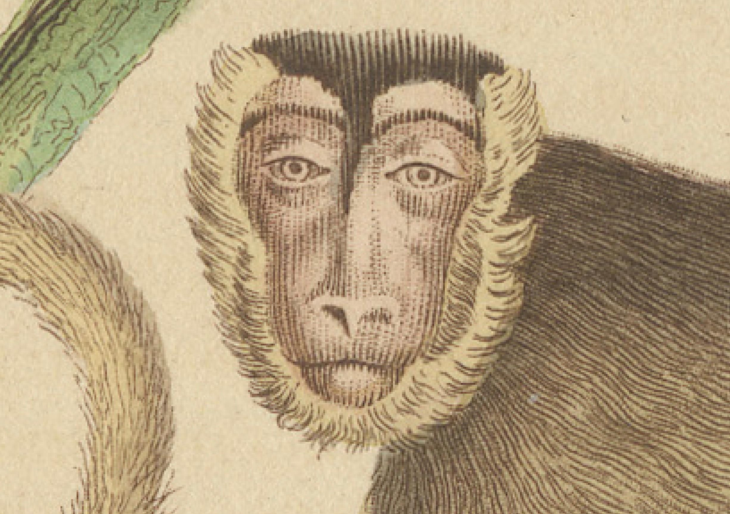Título: Grabado antiguo de primates de un Sapajou Atèle Hybride y un Macaco Domestique - Siglo XIX

Descripción:
Este exquisito grabado antiguo captura dos fascinantes especies de primates, titulados 