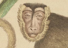 Antique Primate Engraving of a Sapajou Atèle Hybride and Macaque Domestique 1825