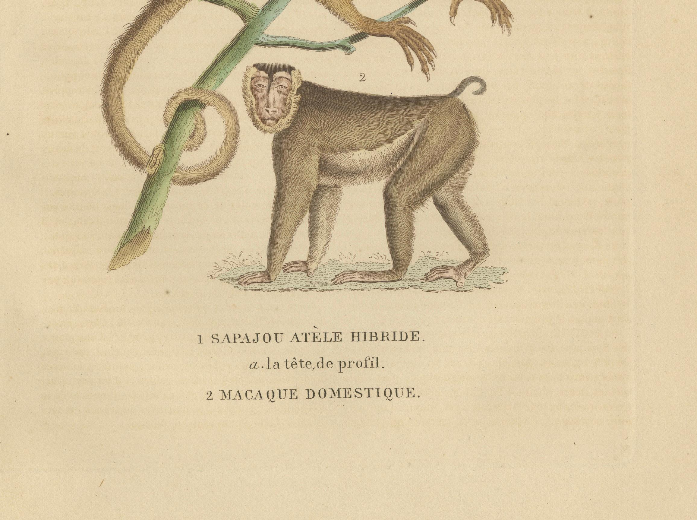 Grabado antiguo de primates de un Sapajou Atèle Hybride y un Macaco Domestique 1825 en Bueno estado para la venta en Langweer, NL