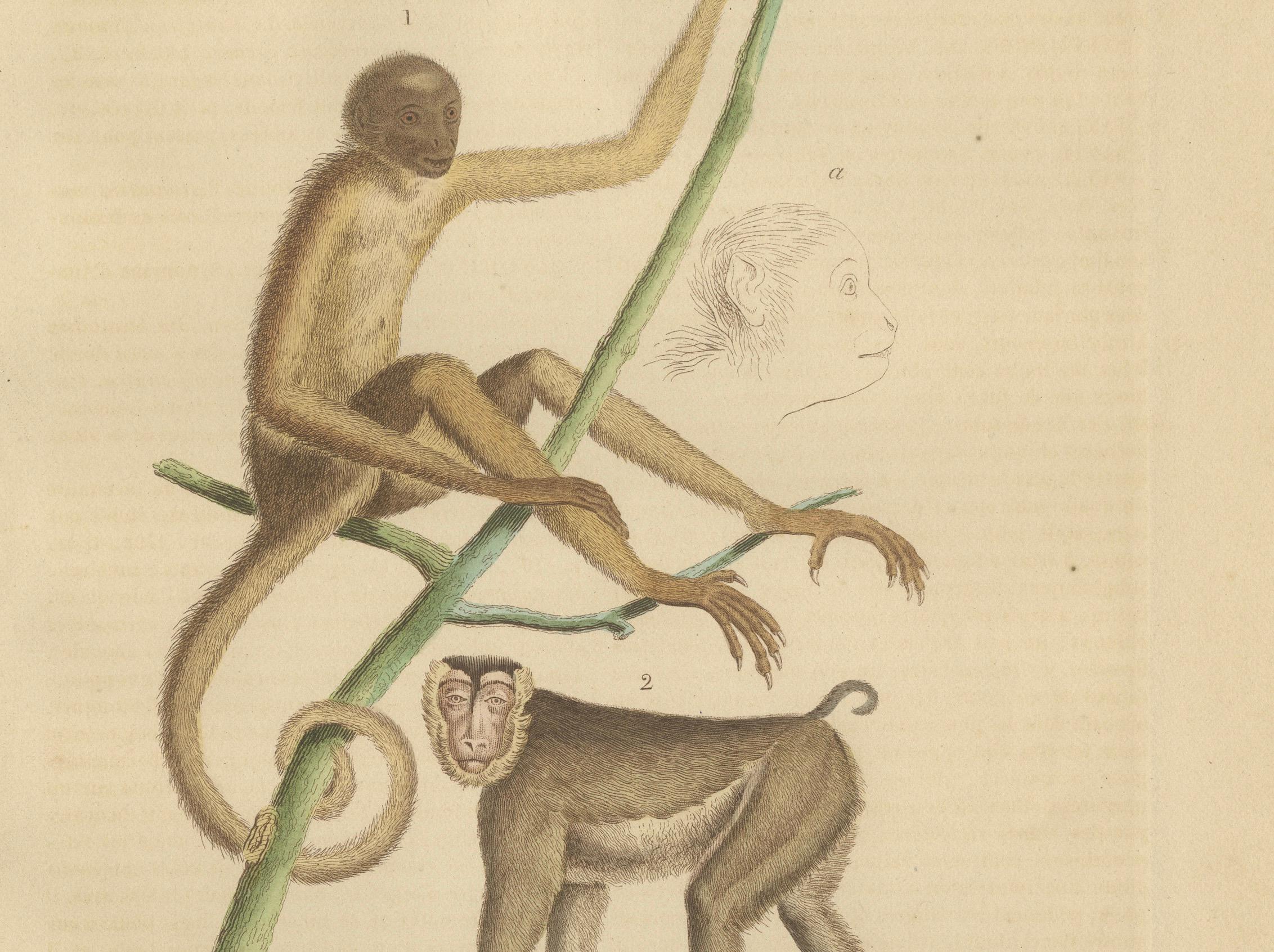 Grabado antiguo de primates de un Sapajou Atèle Hybride y un Macaco Domestique 1825 principios del siglo XIX en venta