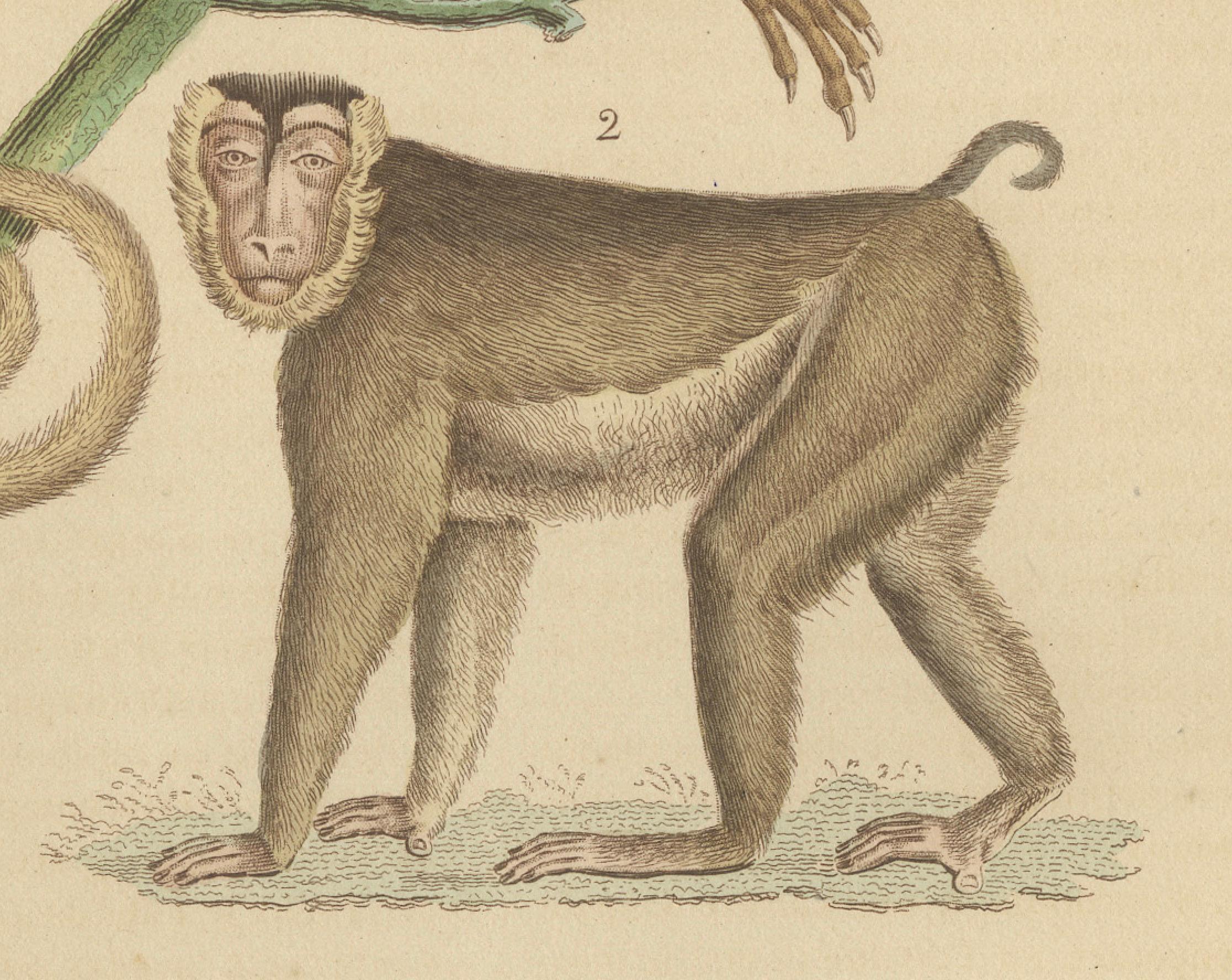 Grabado antiguo de primates de un Sapajou Atèle Hybride y un Macaco Domestique 1825 Papel en venta