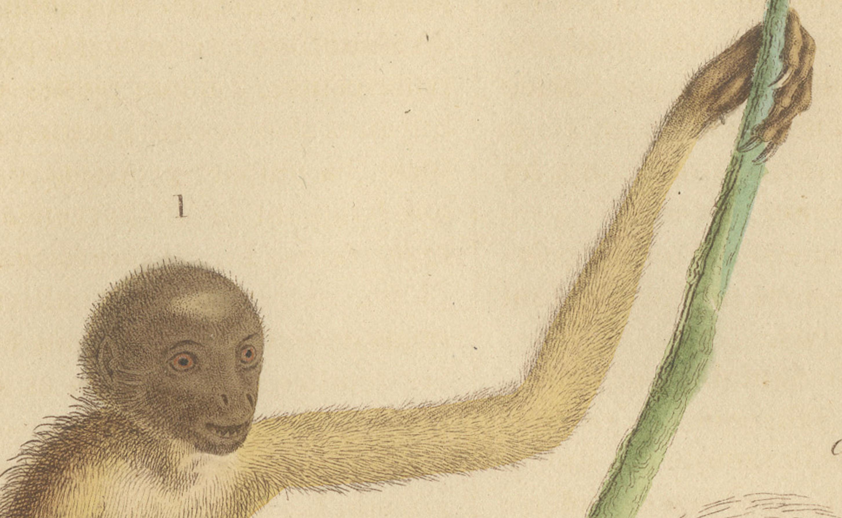 Grabado antiguo de primates de un Sapajou Atèle Hybride y un Macaco Domestique 1825 en venta 1