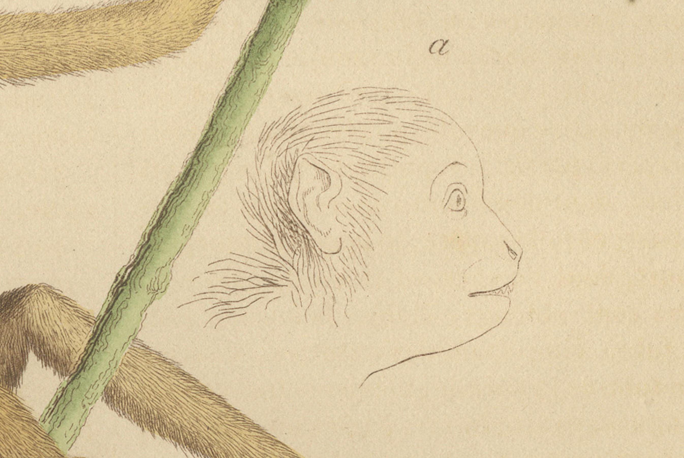 Grabado antiguo de primates de un Sapajou Atèle Hybride y un Macaco Domestique 1825 en venta 2