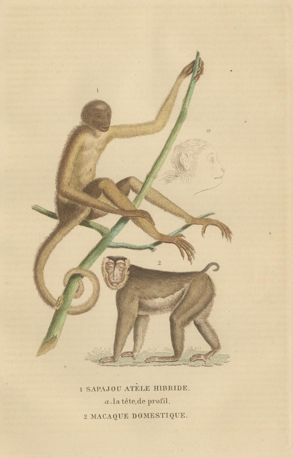 Grabado antiguo de primates de un Sapajou Atèle Hybride y un Macaco Domestique 1825 en venta 3