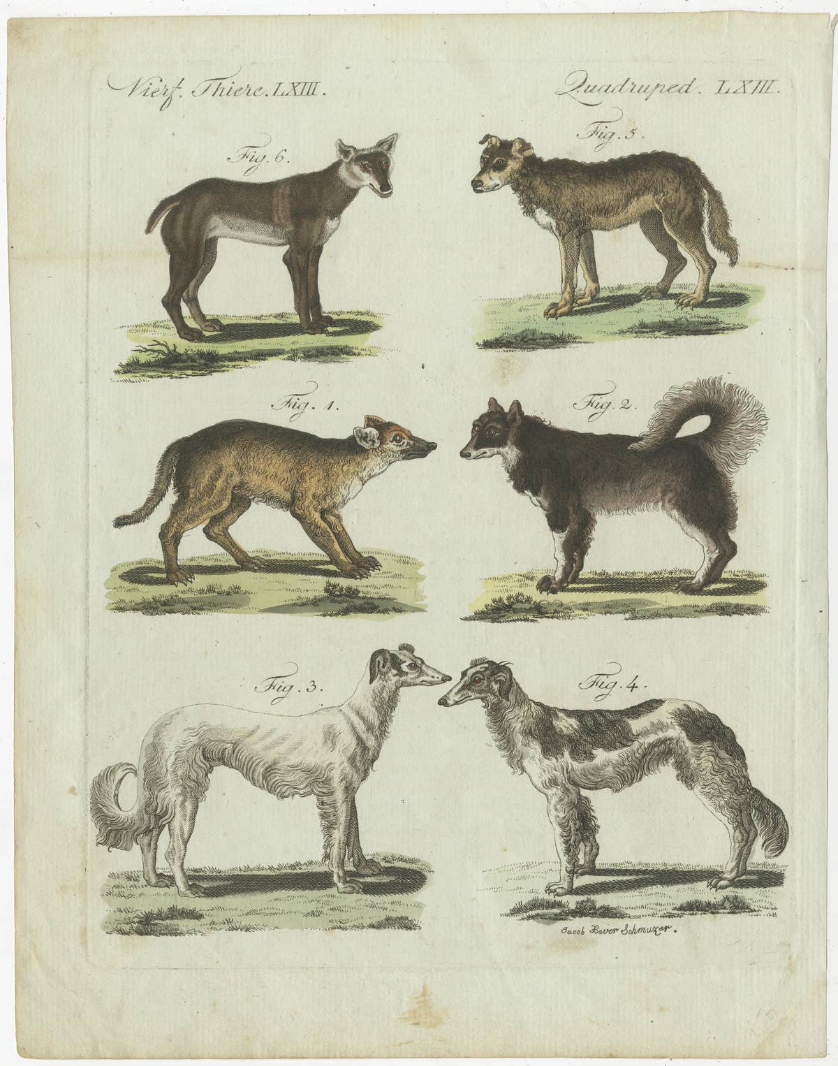 Antique Print of 6 Dog Breeds, most likely including the Western Siberian Laika
