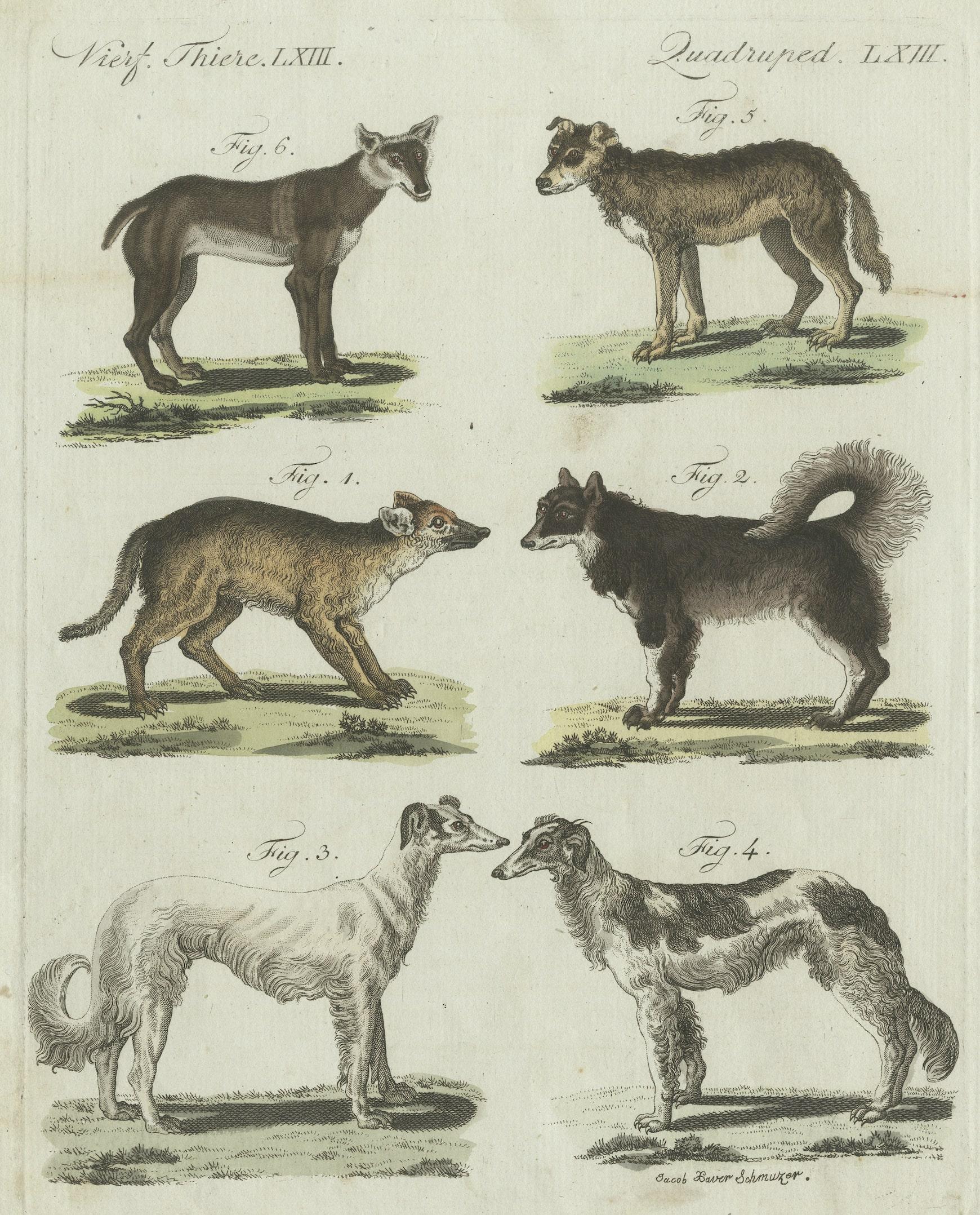 17th century dog breeds